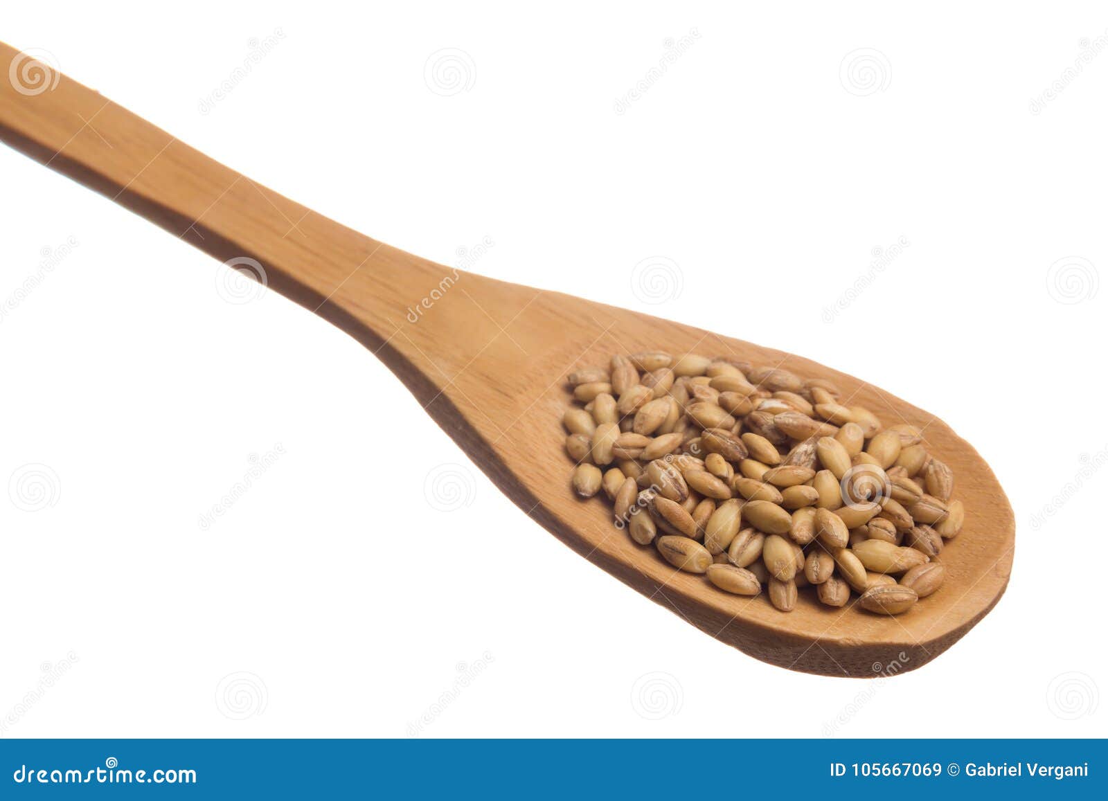 barley. grains over wooden spoon,  white background.
