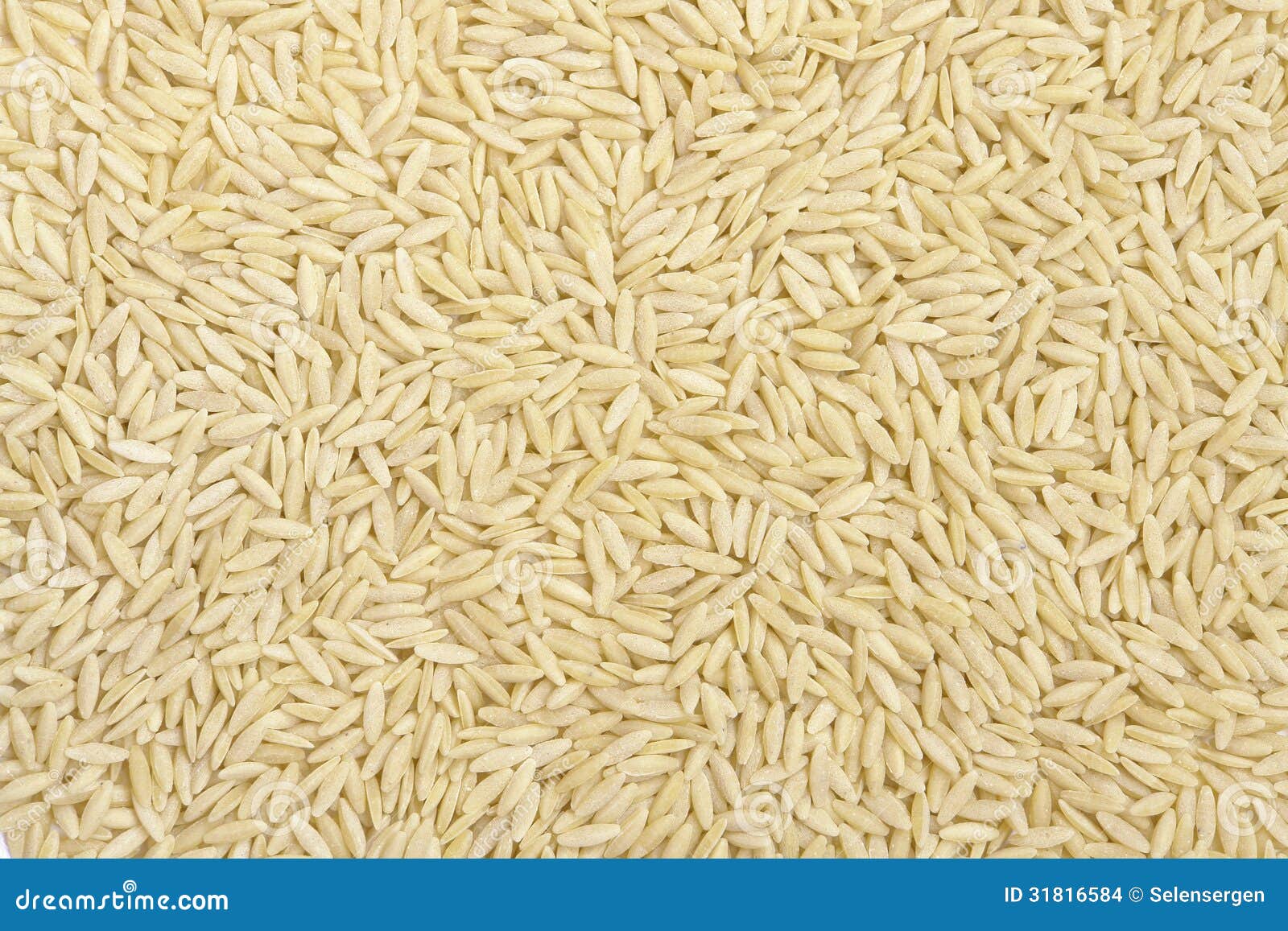 Barley Noodles stock photo. Image of gourmet, noodles 31816584