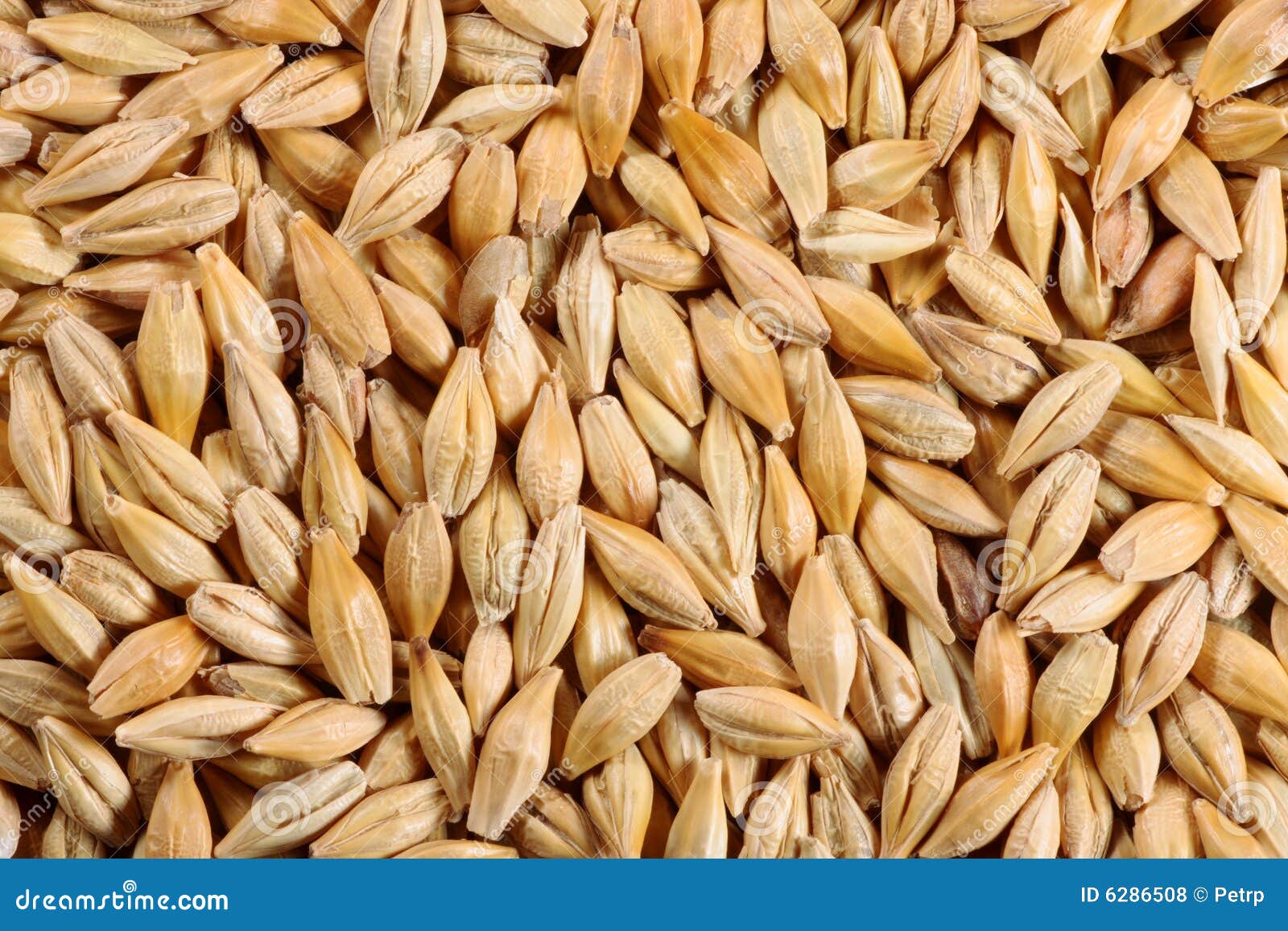 Barley Seed