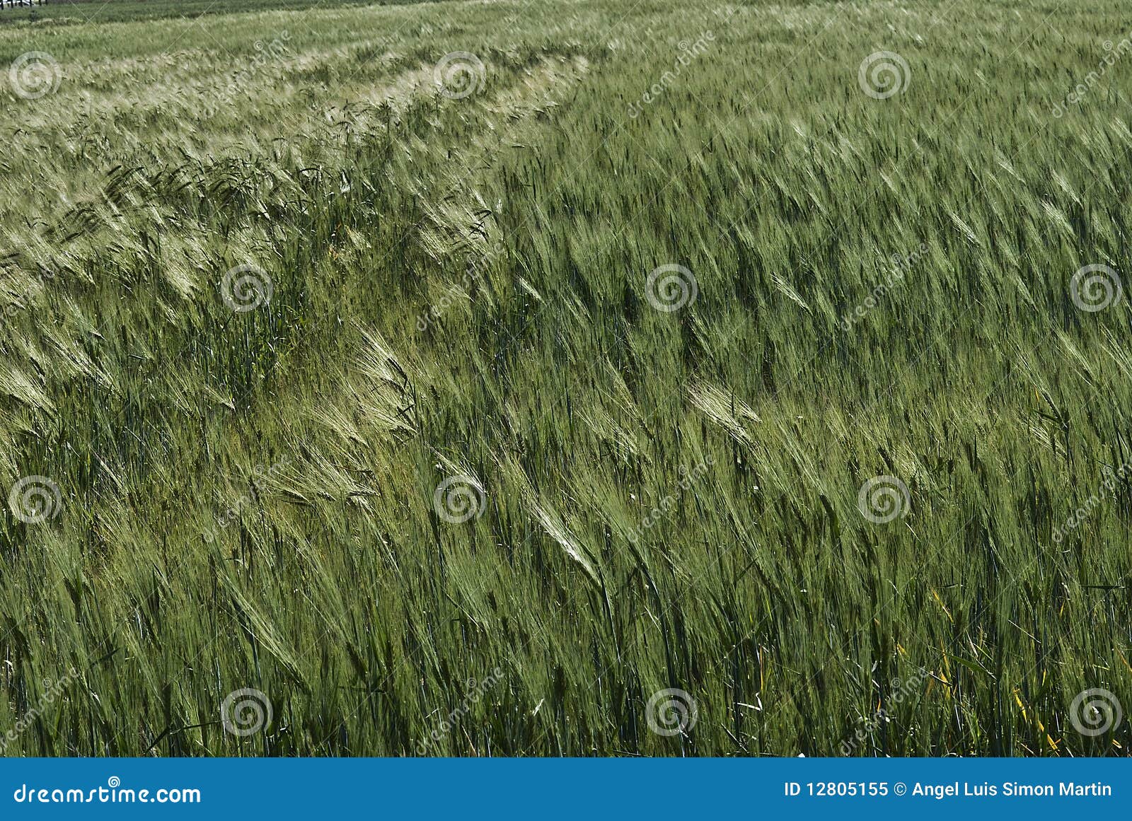 Barley texture. stock image. Image of organic, plant 12805155