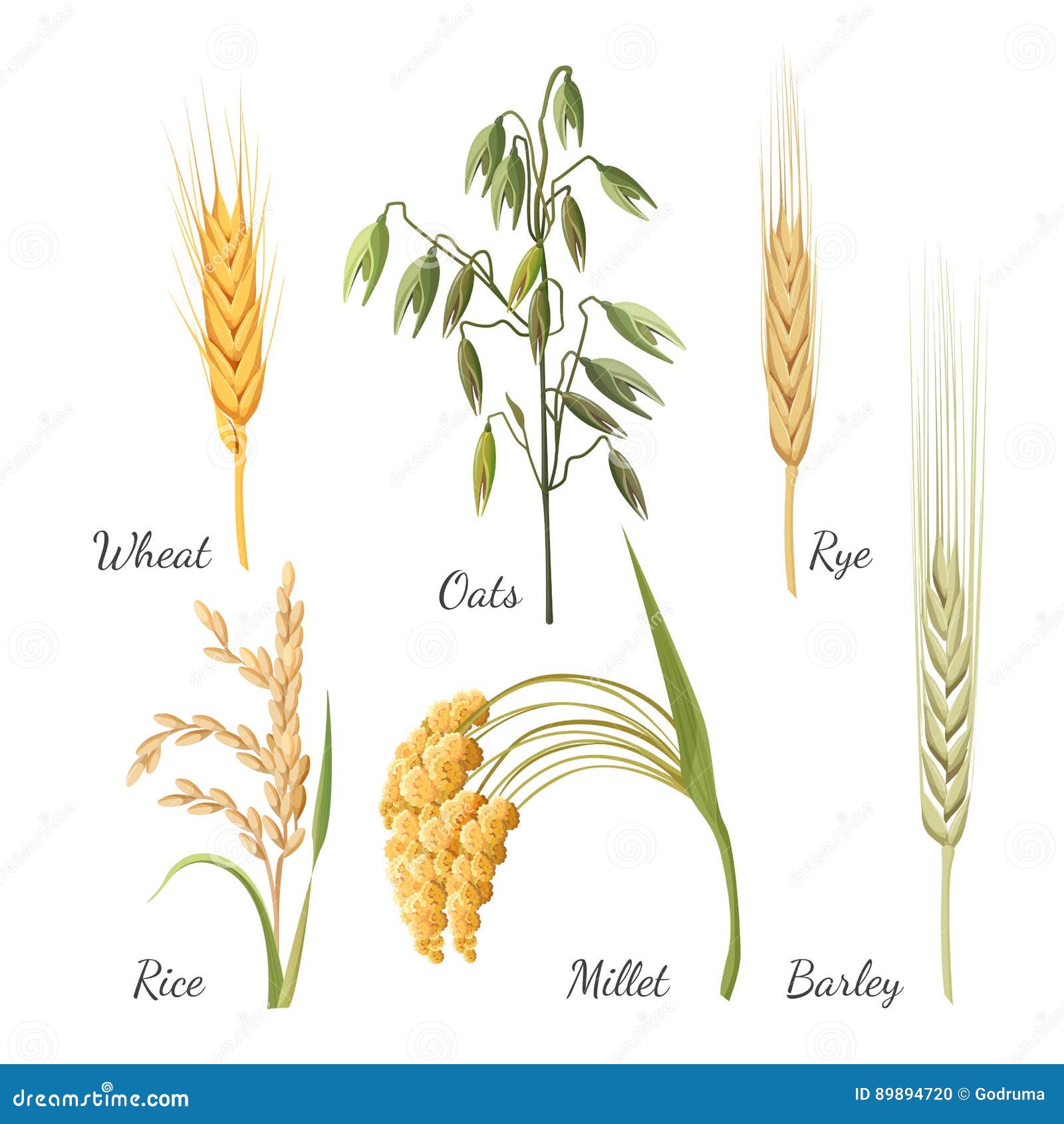 barley vs wheat plant