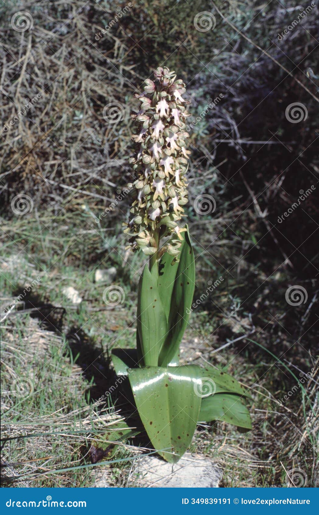 barlia robertiana wild orchid whole plant with flowers