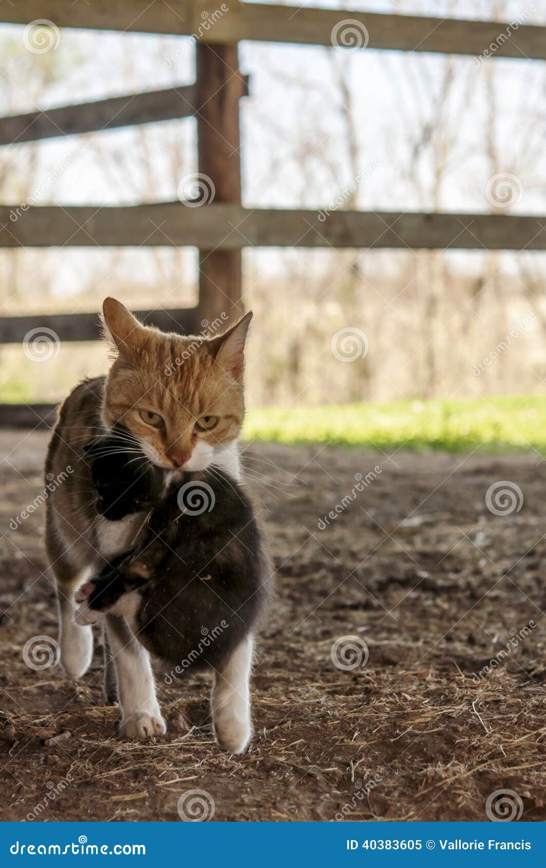 Barn Cat Carrying Kitten Stock Image Image Of Mother 40383605