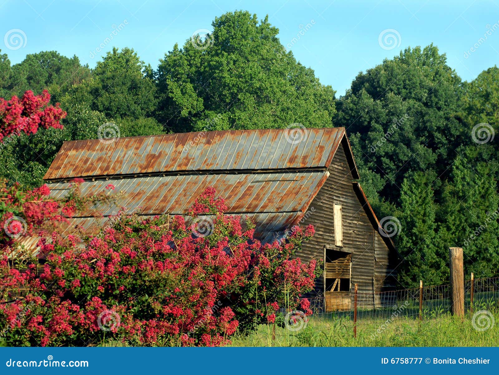 barn framed by blooms