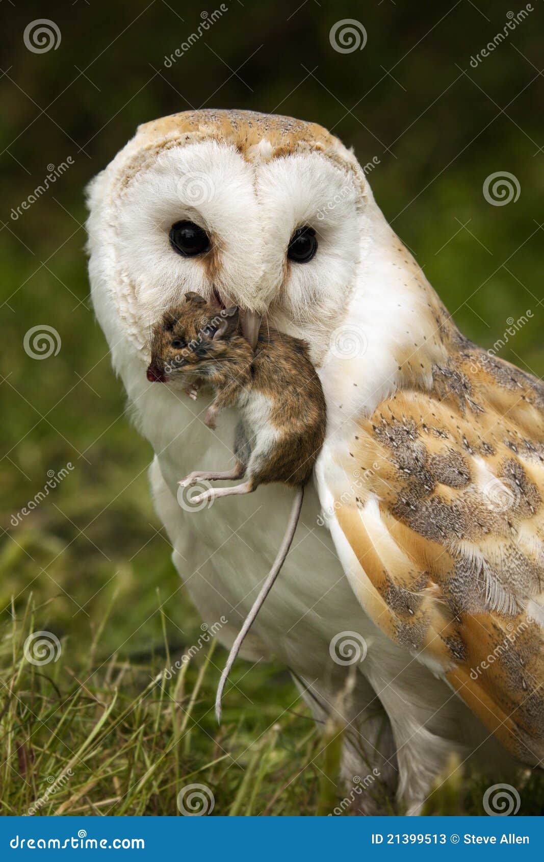 barn owl captures a field mouse