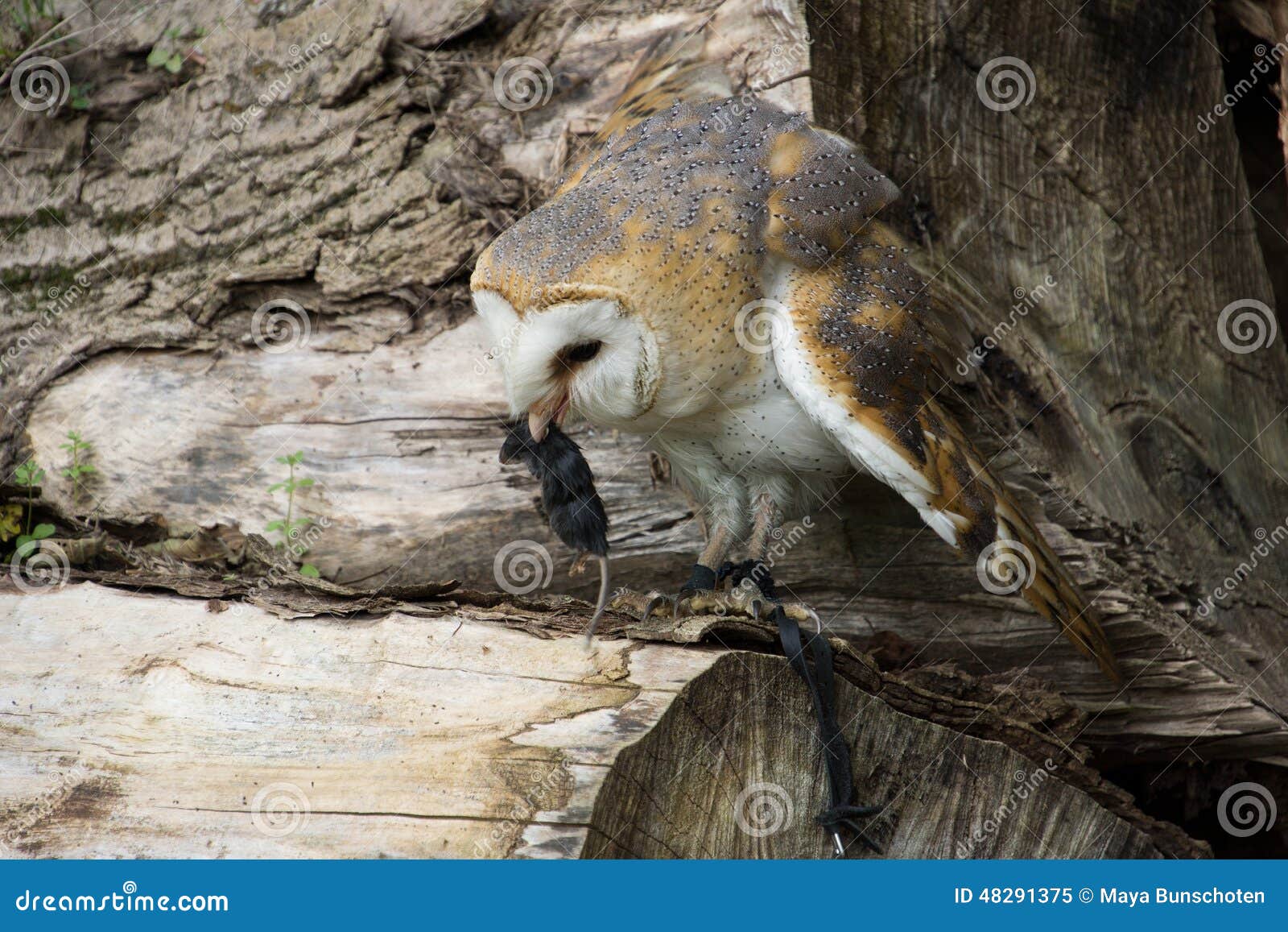 Barn owl eating stock image. Image of bird, wildlife 48291375