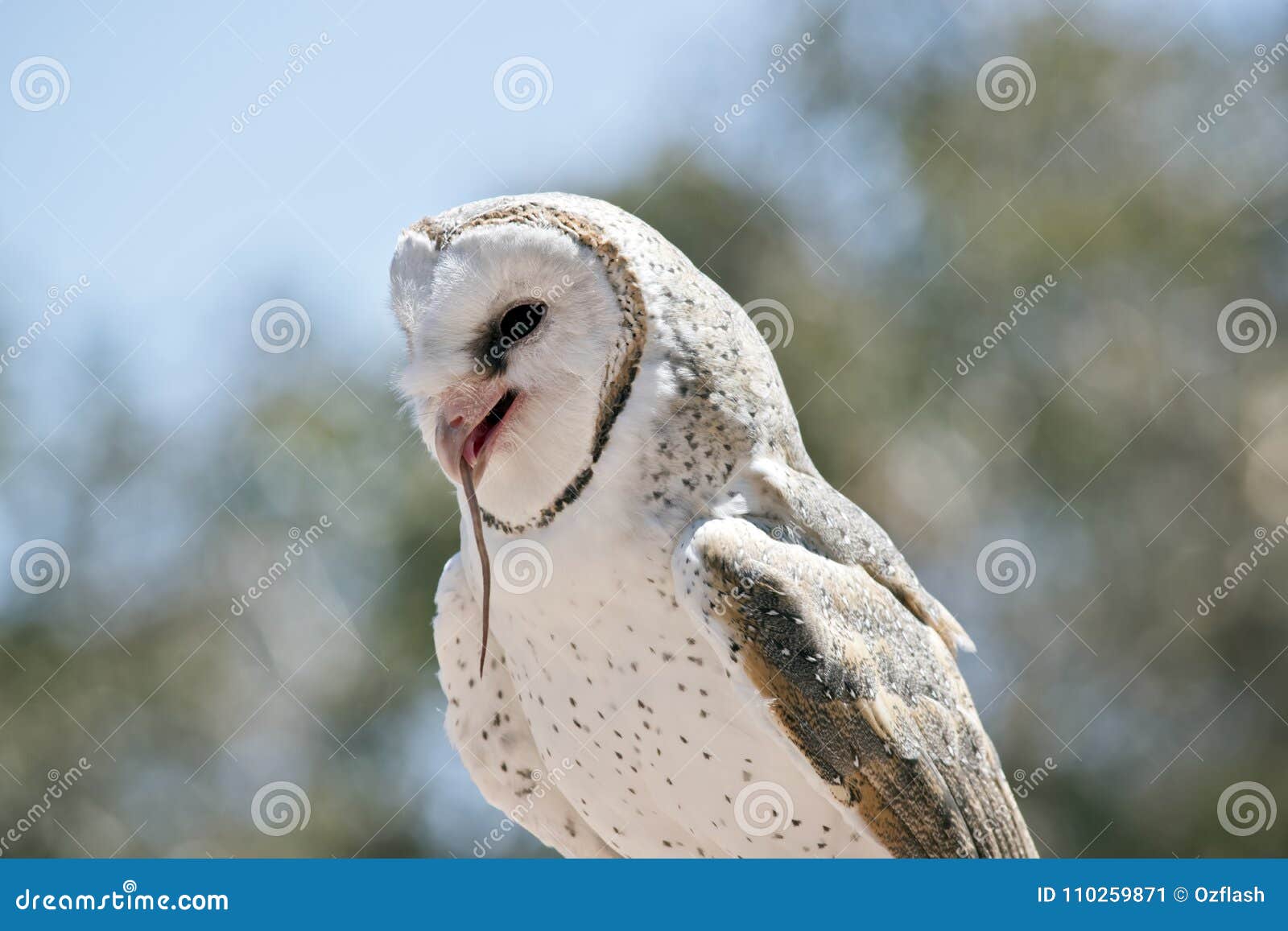 Barn owl eating a rat stock image. Image of tail, australia 110259871