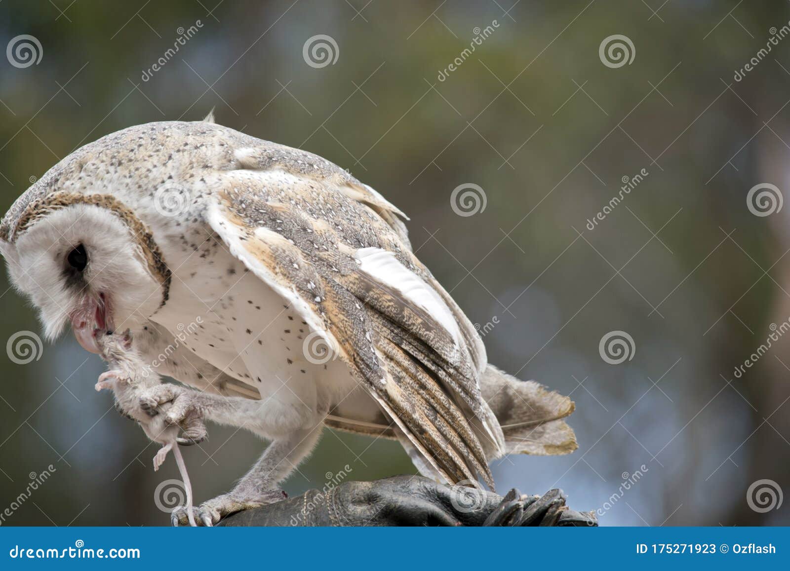 The Barn Owl is Eating a Rat Stock Image Image of australian