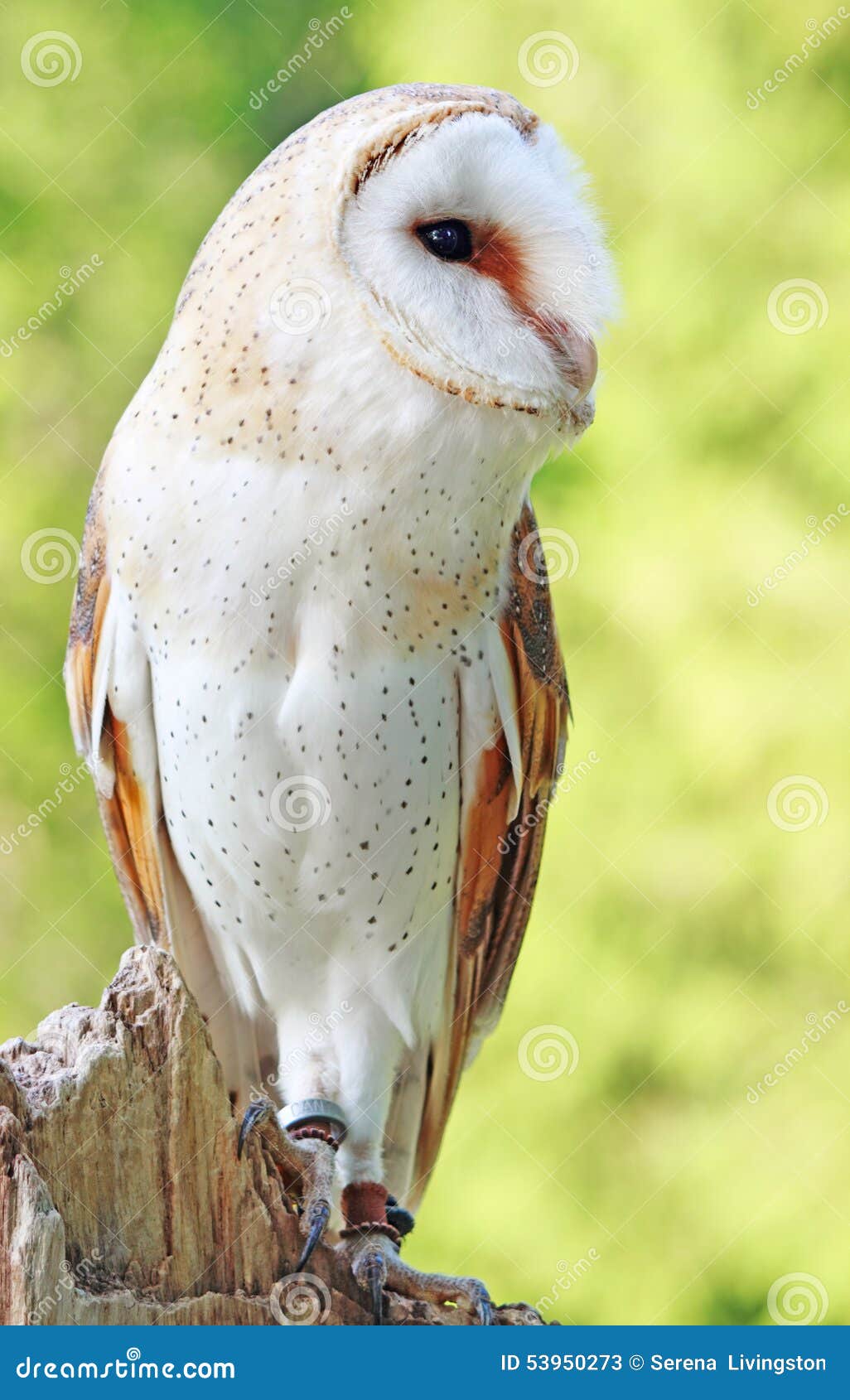Barn Owl Stock Image Image Of Feathers Predator Falconry 53950273