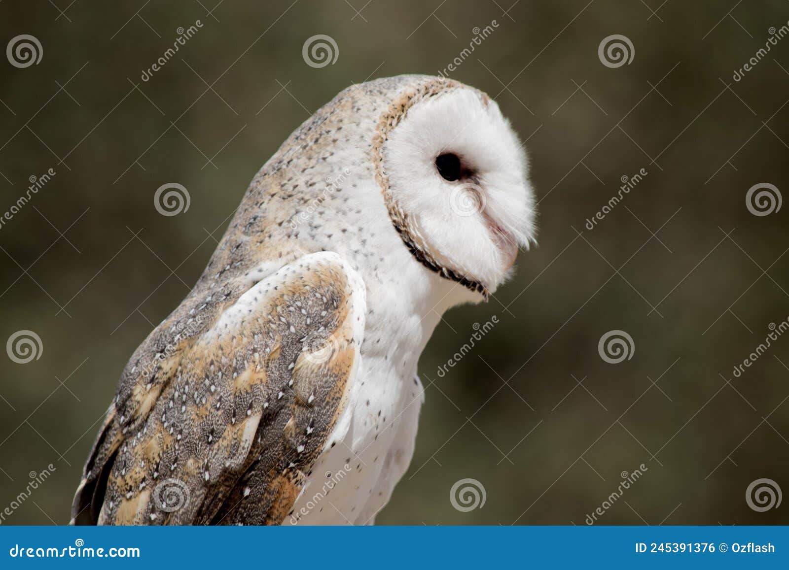 The Barn Owl Has a Heart Shaped White Face and Chest Stock Photo ...