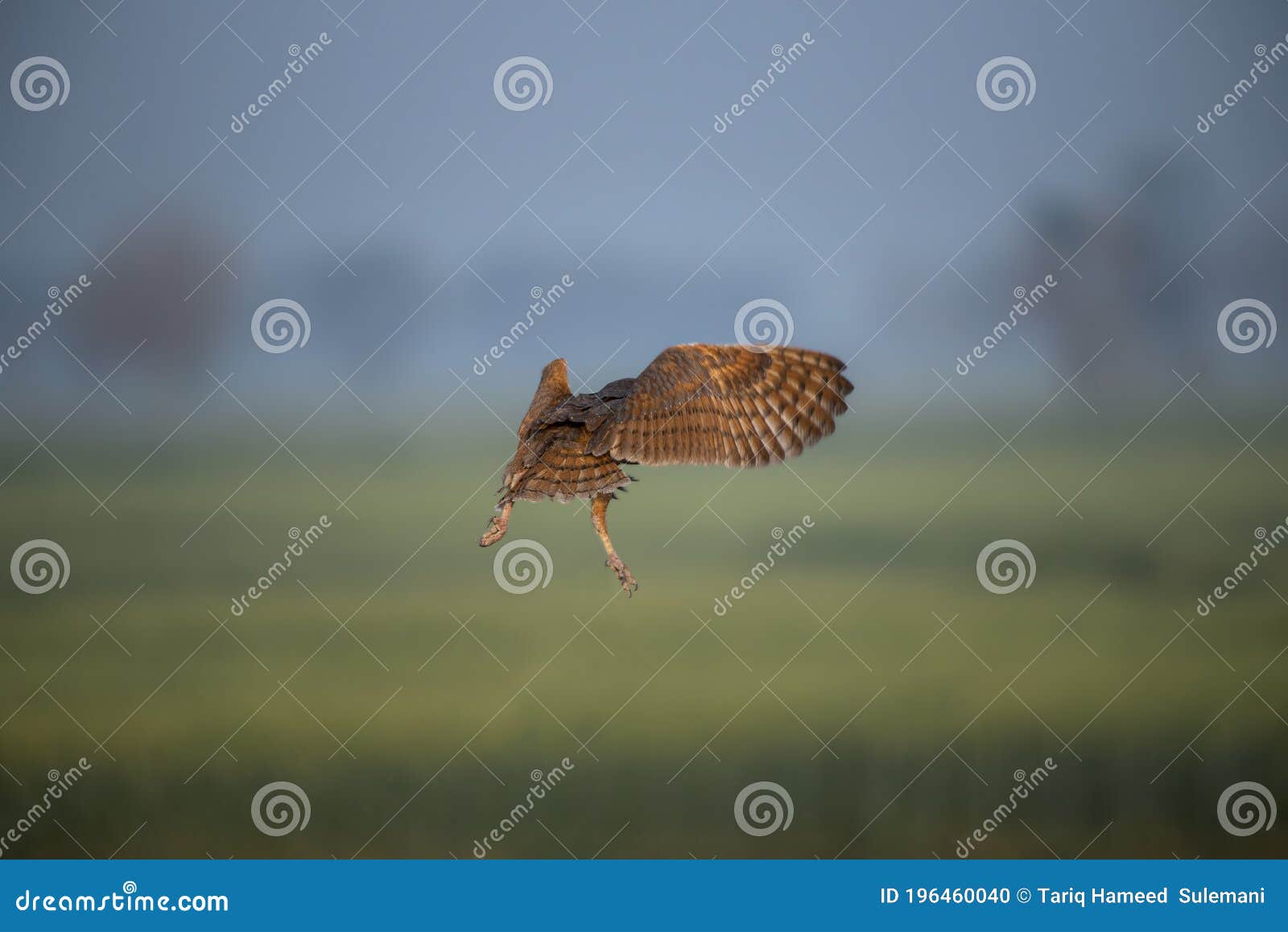 Barn Owl Landing on the Ground with Green Background Stock Photo