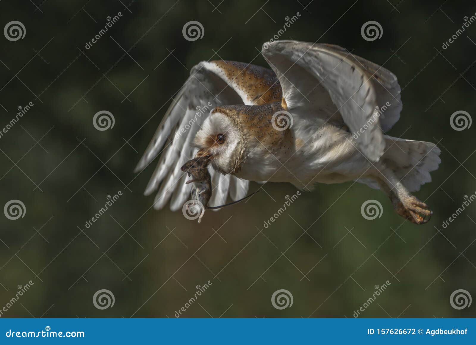 Barn Owl With A Mouse Stock Photo Image Of Beautiful 157626672