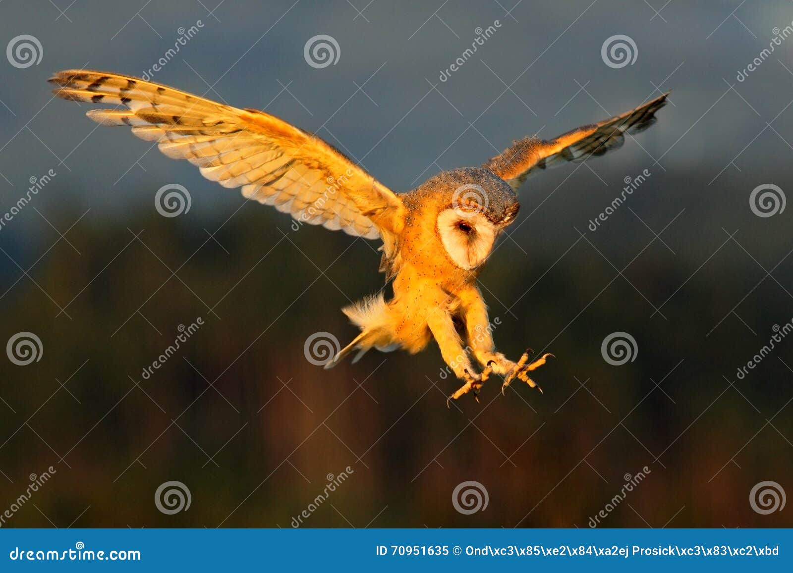 barn owl, nice light bird in flight, in the grass, outstretched wins, action wildlife scene from nature, united kingdom