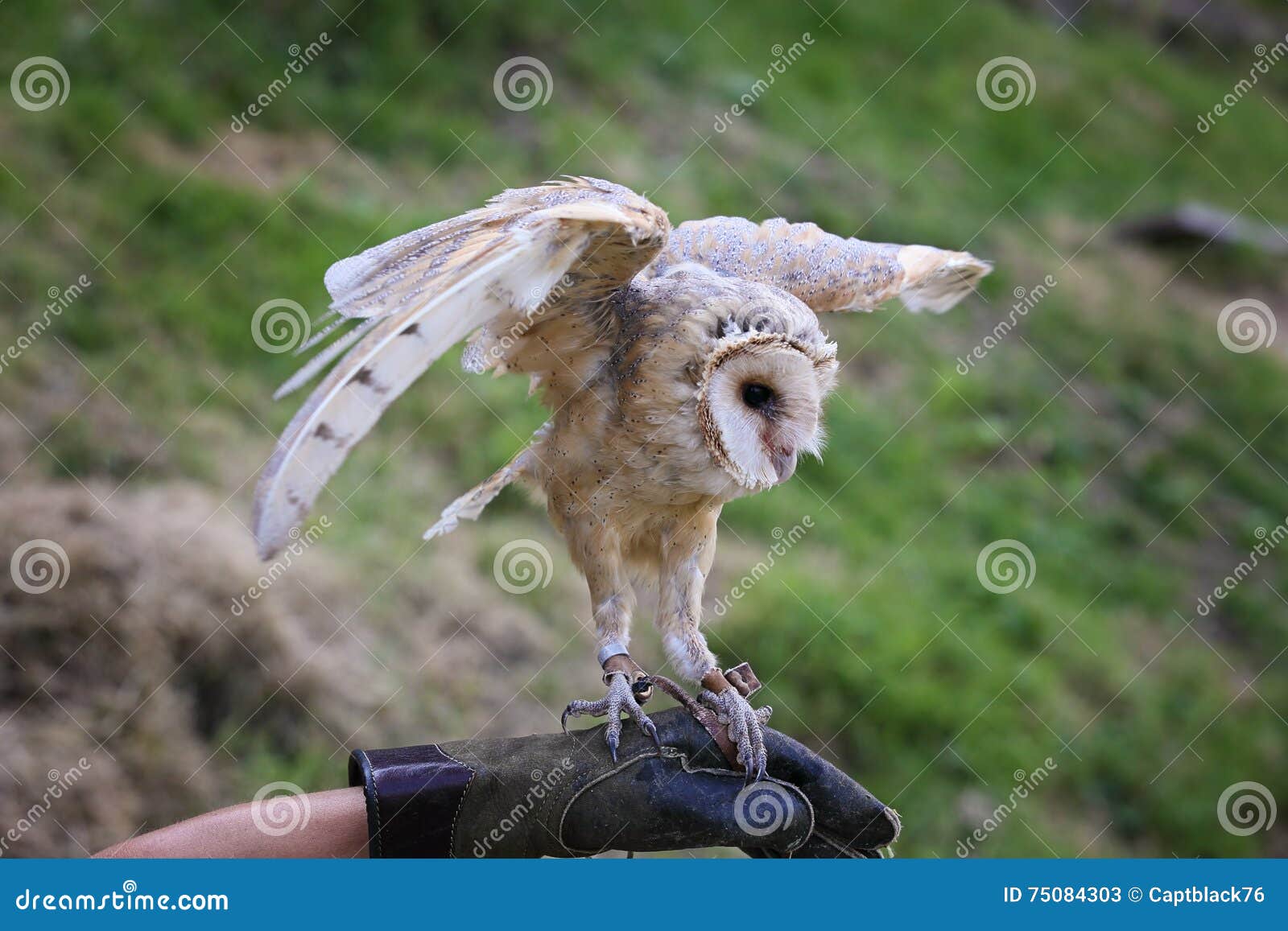 Barn Owl With Open Wings Stock Image Image Of Prey Forest 75084303