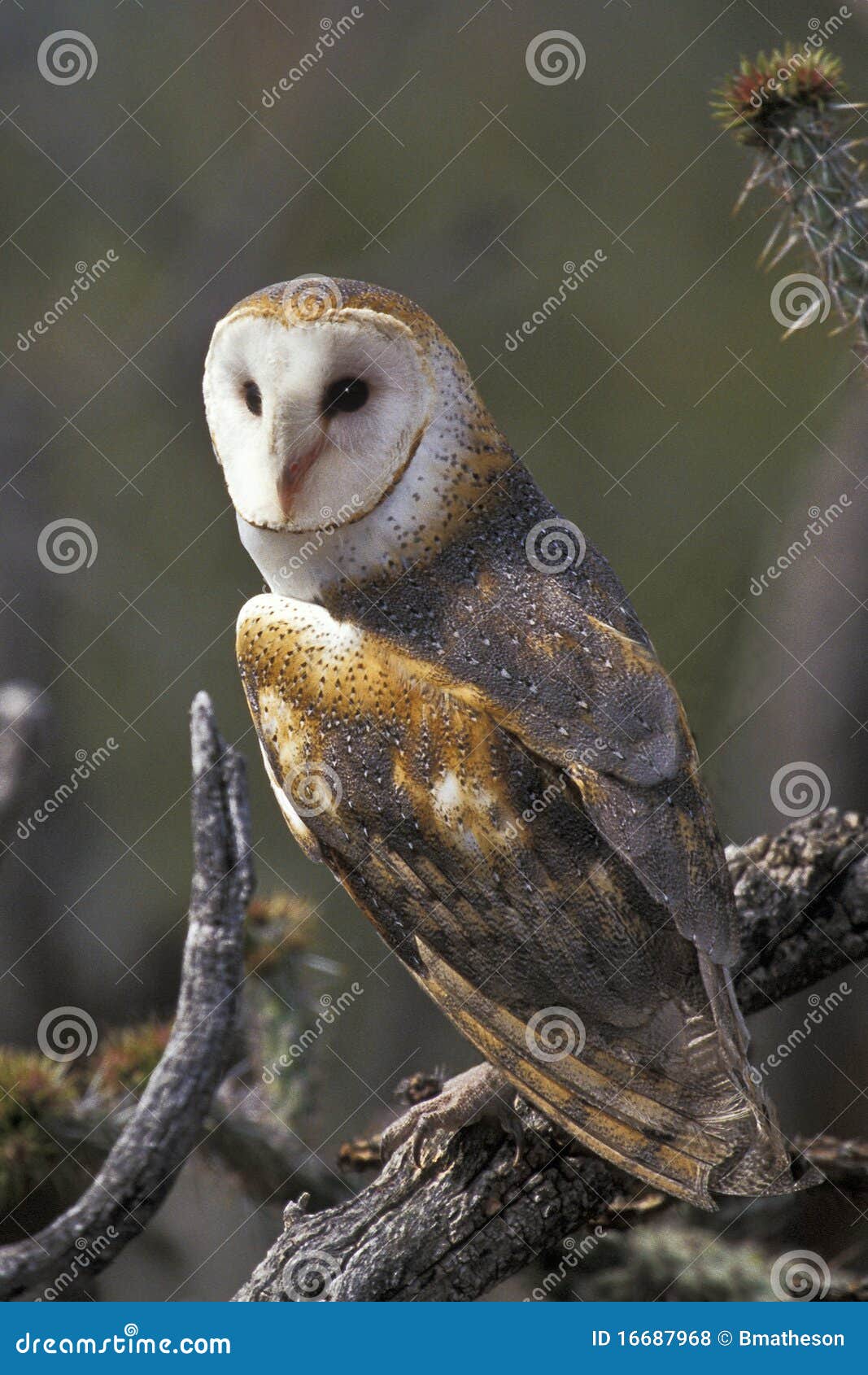 barn owl perched