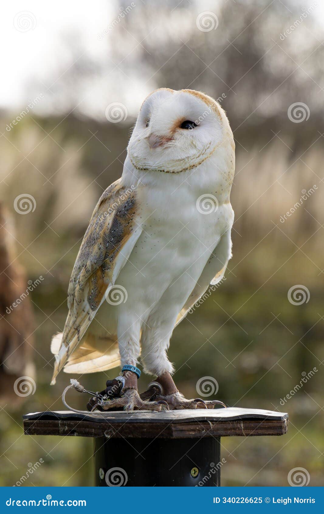barn owl perched for falconry