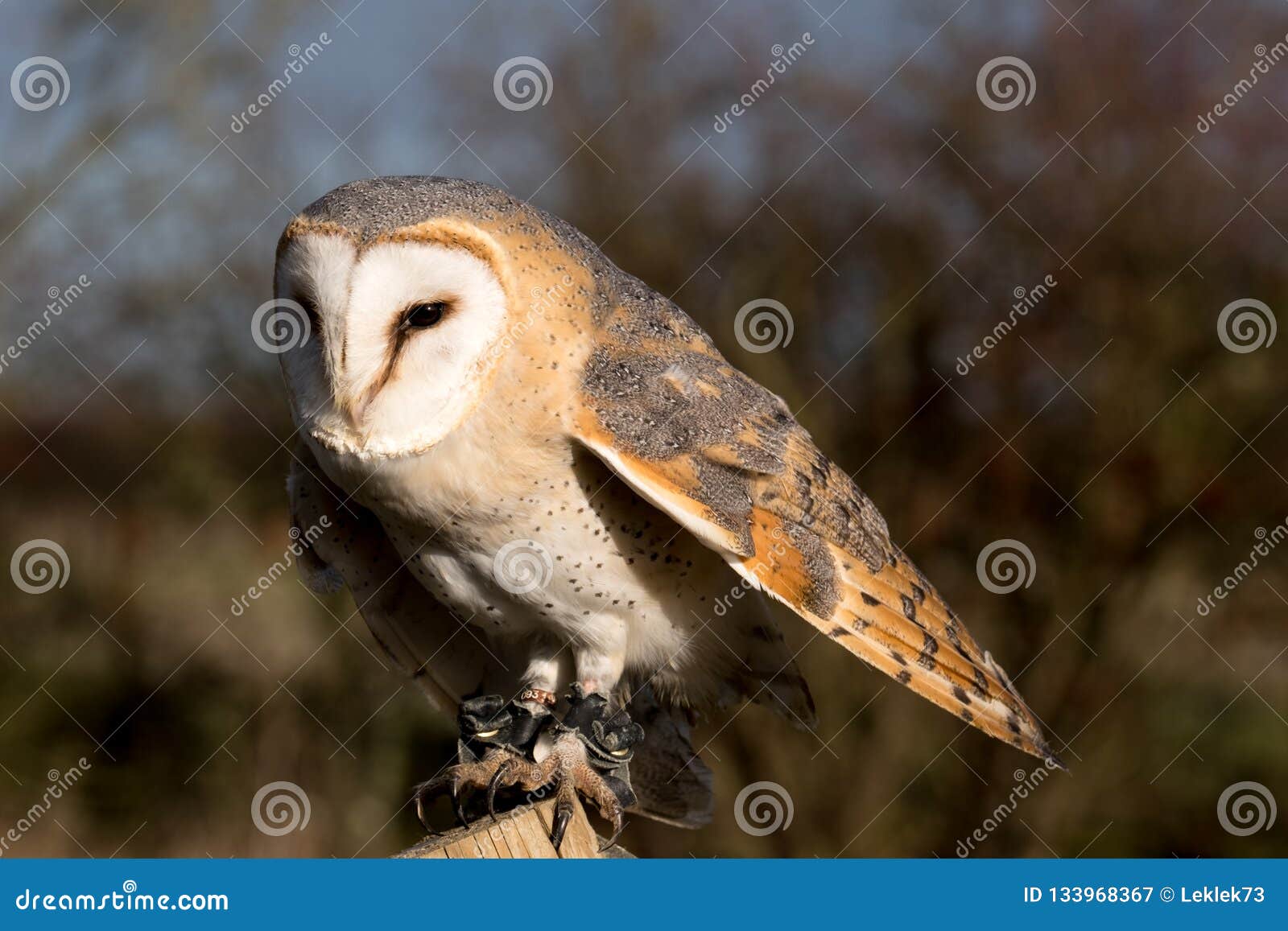Barn Owl Perched On Post With Blue Sky And Greenery In The