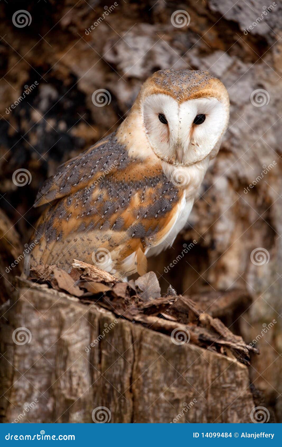 Barn Owl sitting in tree stock photo. Image of feathers 