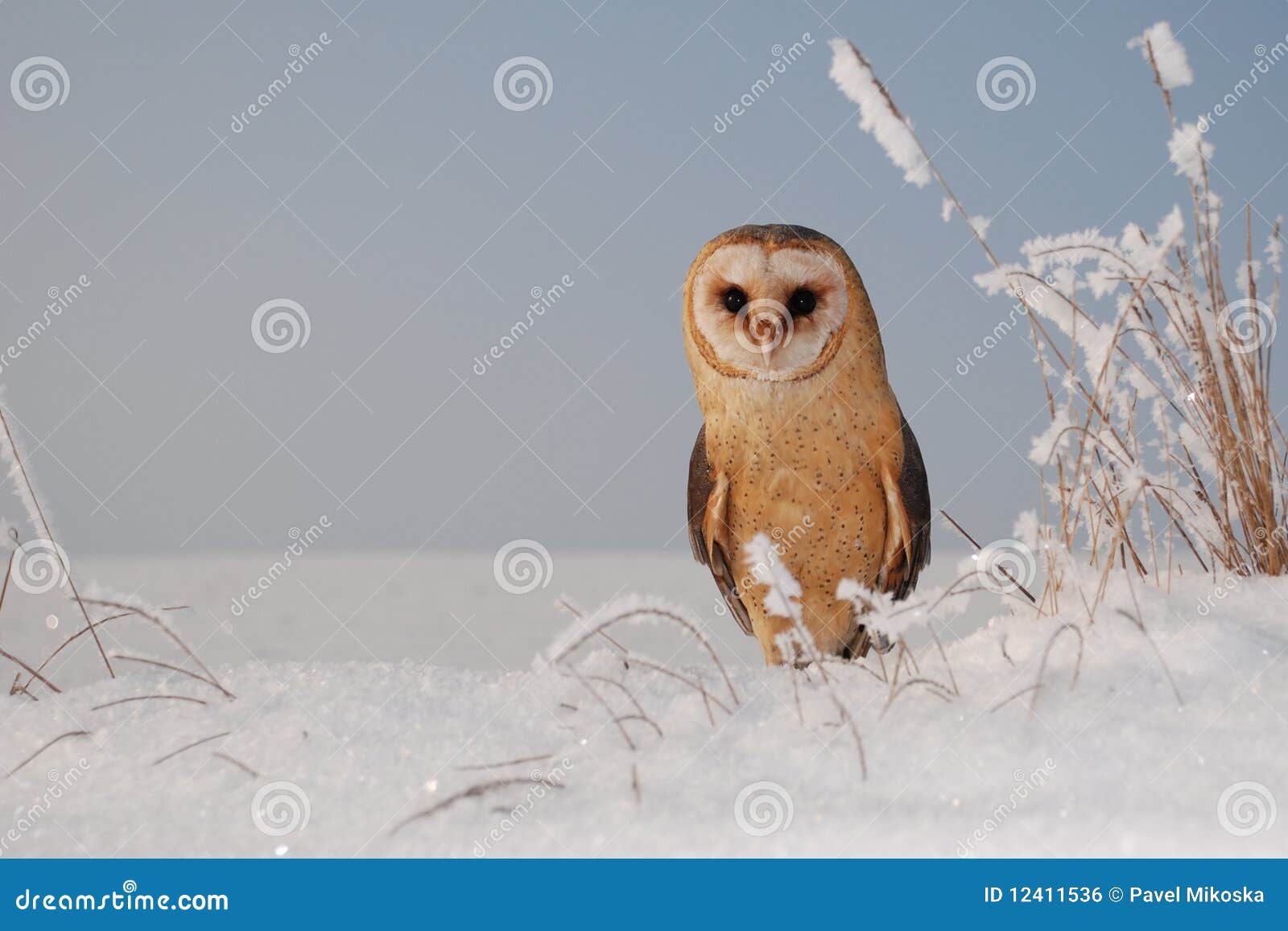 Barn Owl Tyto Alba Stock Photo Image Of Stare Carnivore 12411536