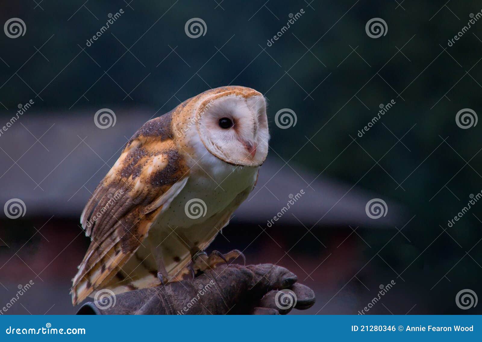 barn owl (tyto alba)