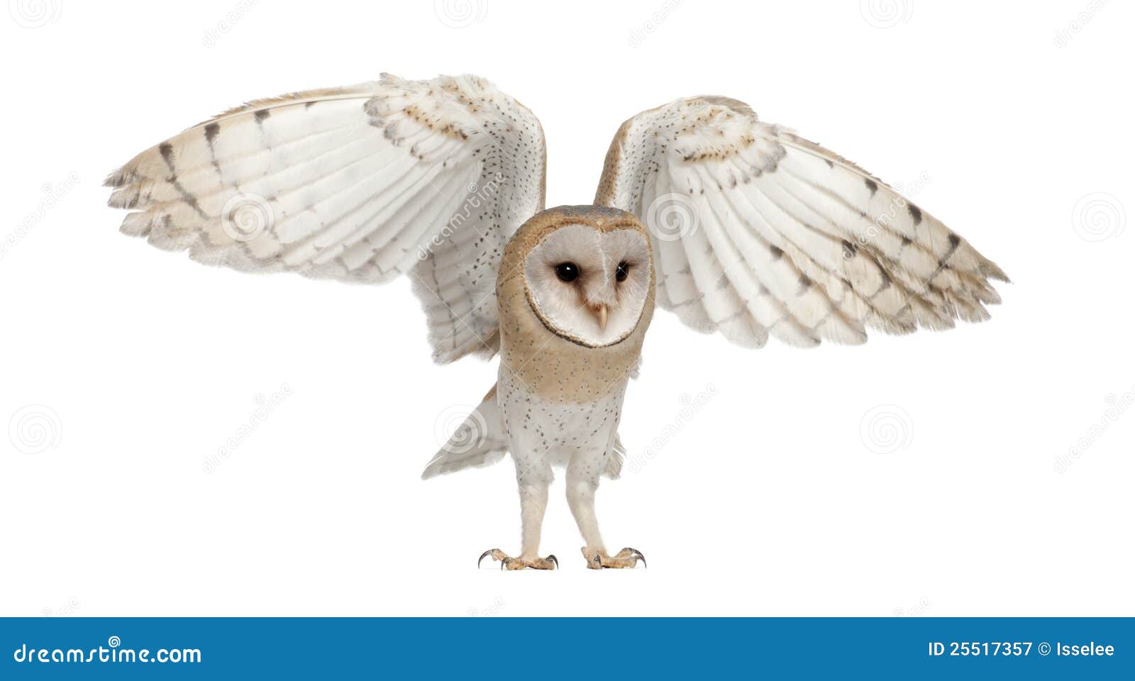 barn owl, tyto alba, 4 months old, flying