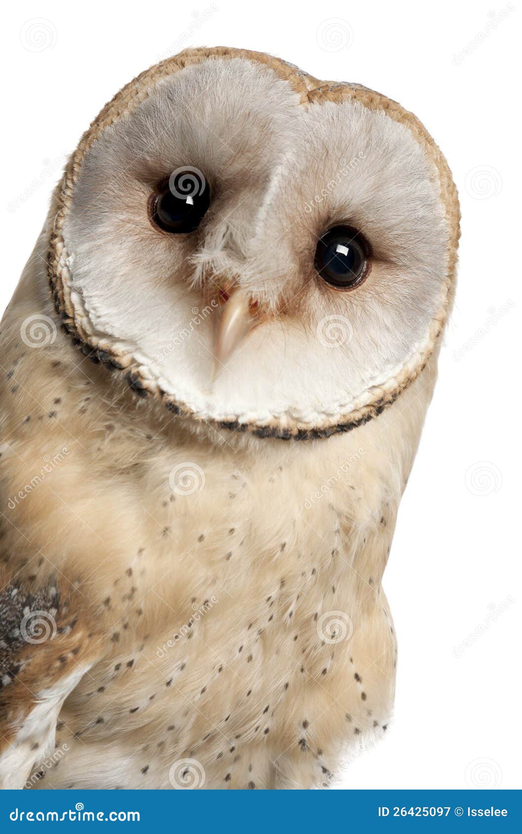barn owl, tyto alba, 4 months old, portrait