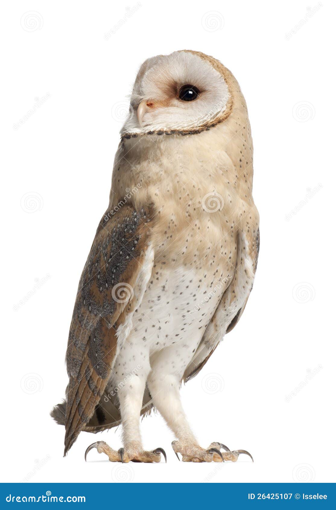 barn owl, tyto alba, 4 months old, standing