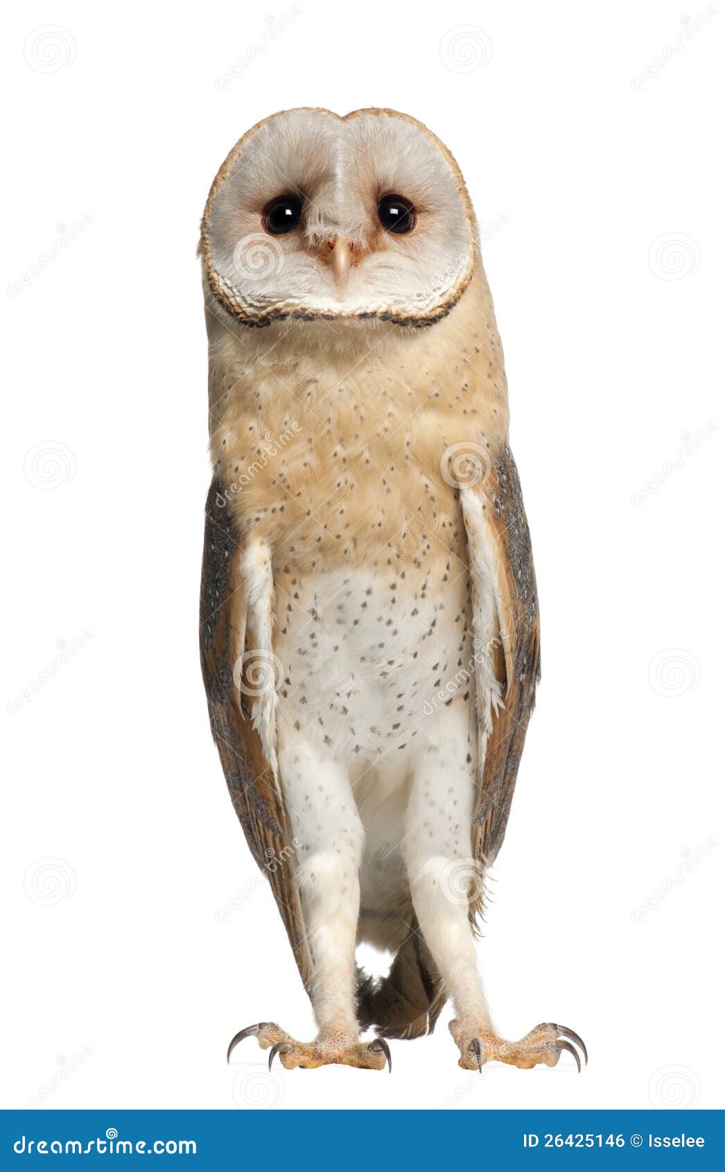 barn owl, tyto alba, 4 months old, standing