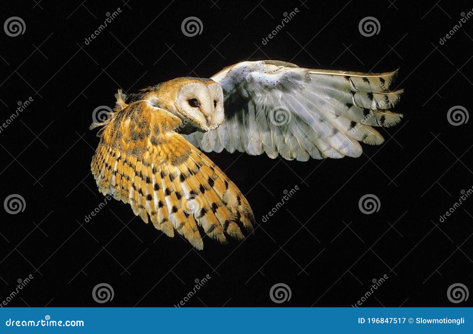 barn owl, tyto alba, adult in flight