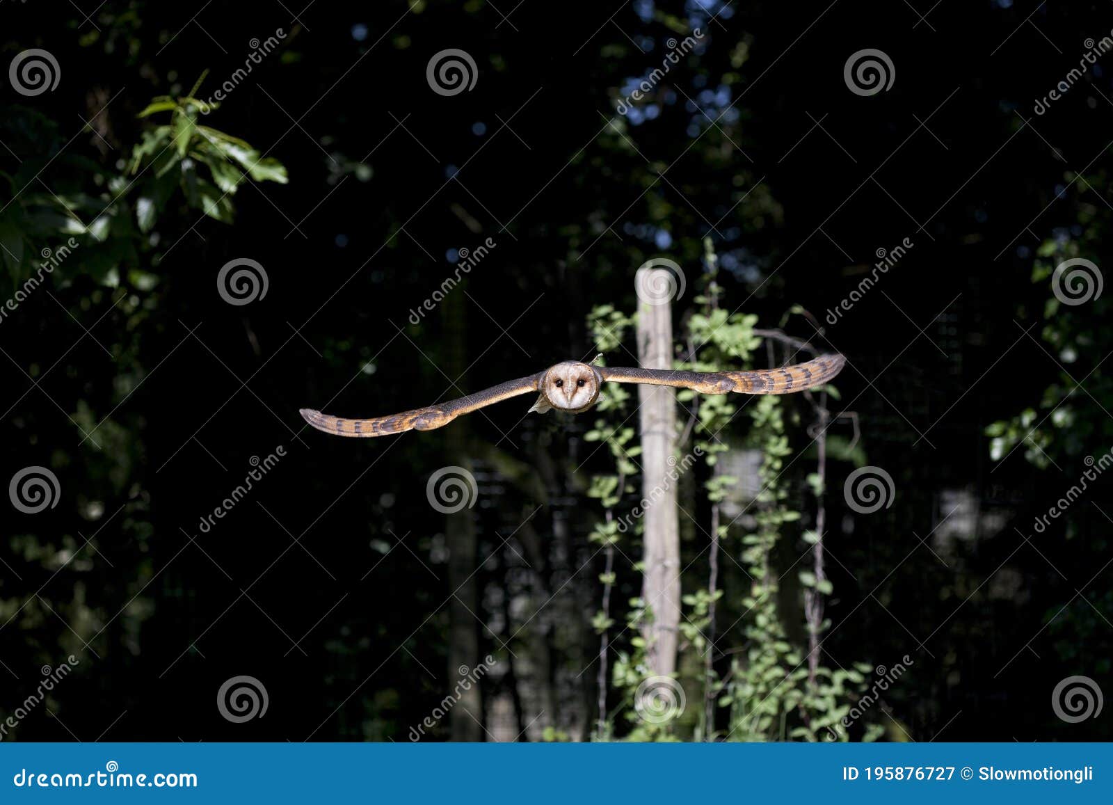 barn owl, tyto alba, adult in flight, vendee in the west of france