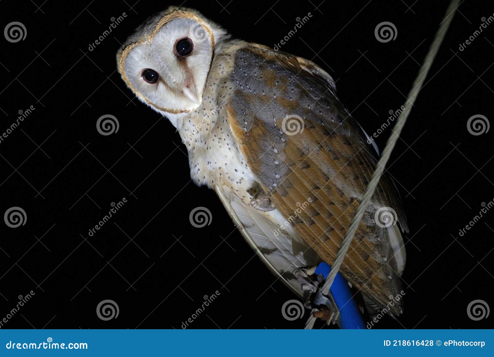 Purba Medinipur Xxx Video - Barn Owl, Tyto Alba, Egra, Purba Medinipur, West Bengal Stock Photo - Image  of white, bengal: 218616428