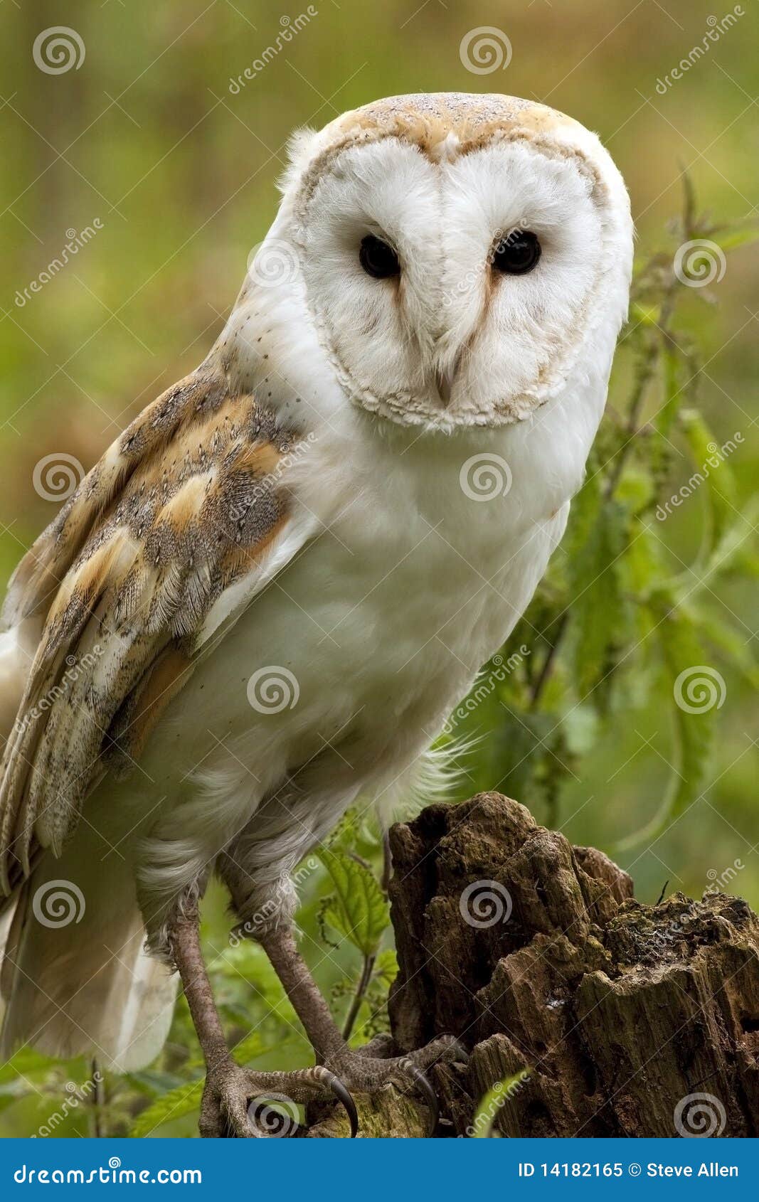 barn owl (tyto alba) - england