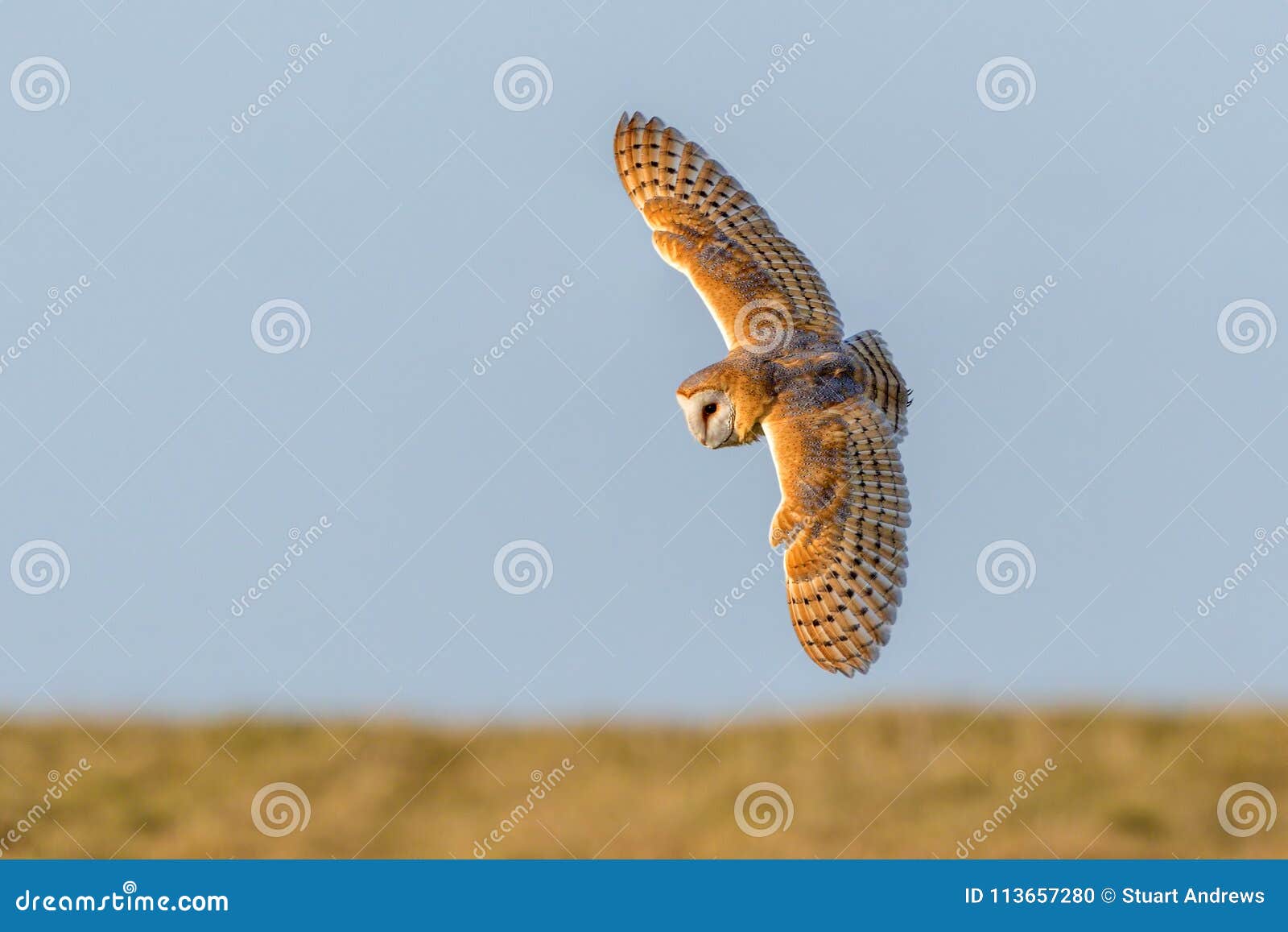 barn owl - tyto alba hunting for prey.