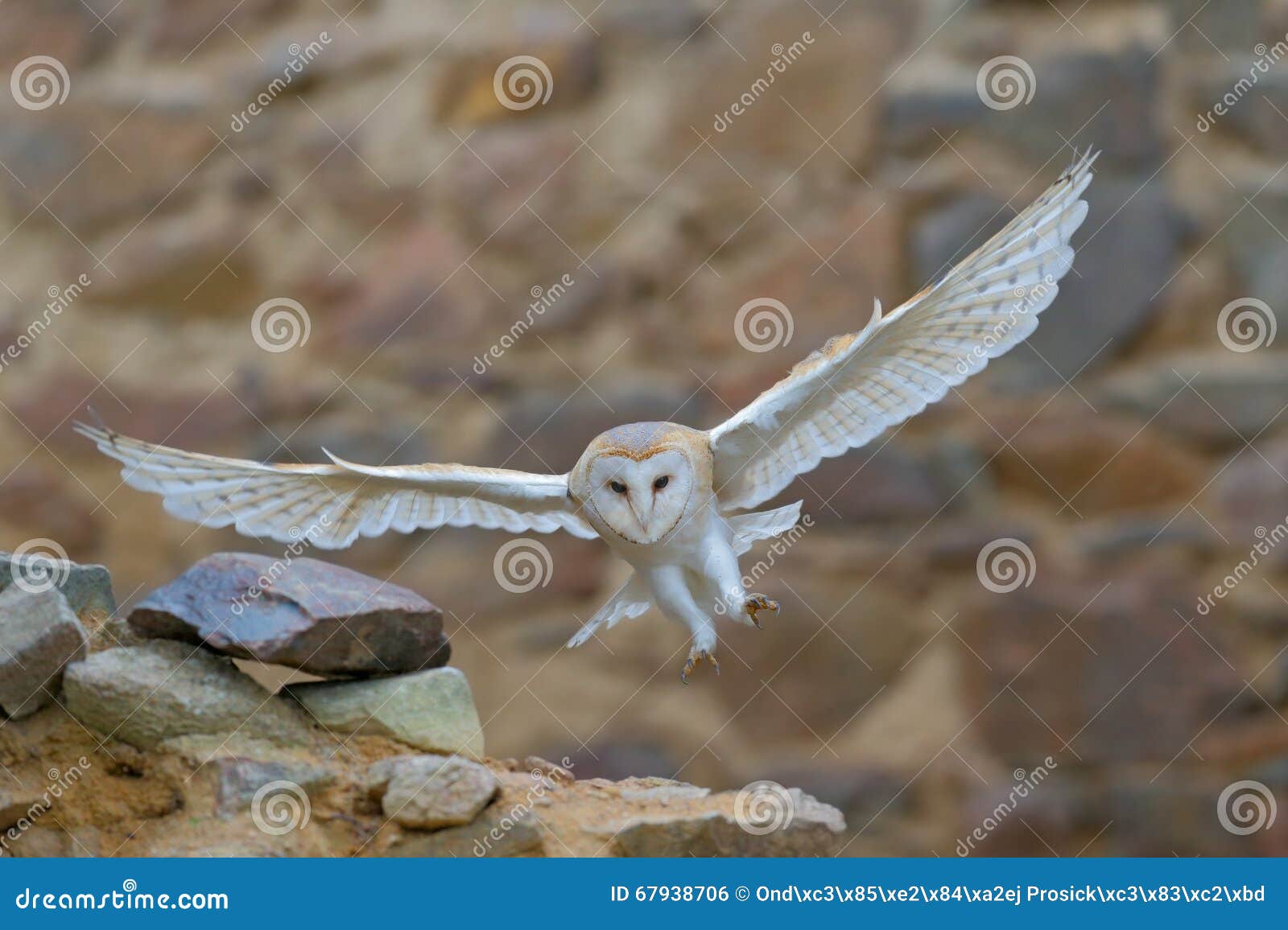 barn owl, tyto alba, with nice wings flying on stone wall, light bird landing in the old castle, animal in the urban habitat