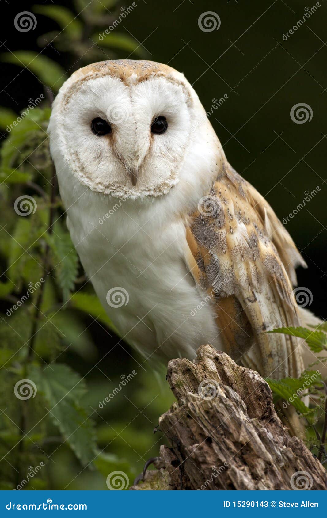 barn owl (tyto alba) - united kingdom