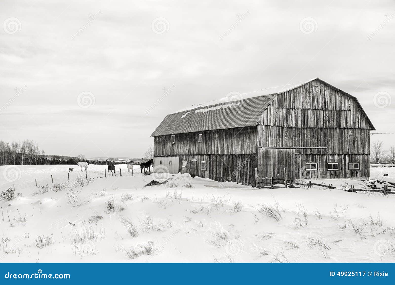 Barn, Quebec - Black And White Stock Image - Image of ...
