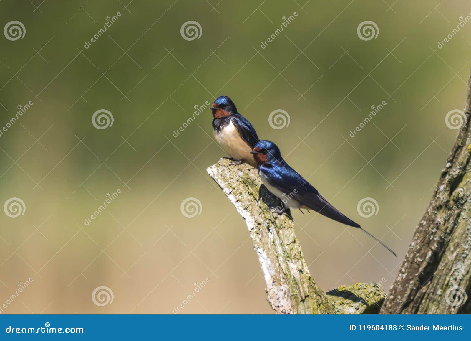 barn swallow bird hirundo rustica perched on a wooden log duri