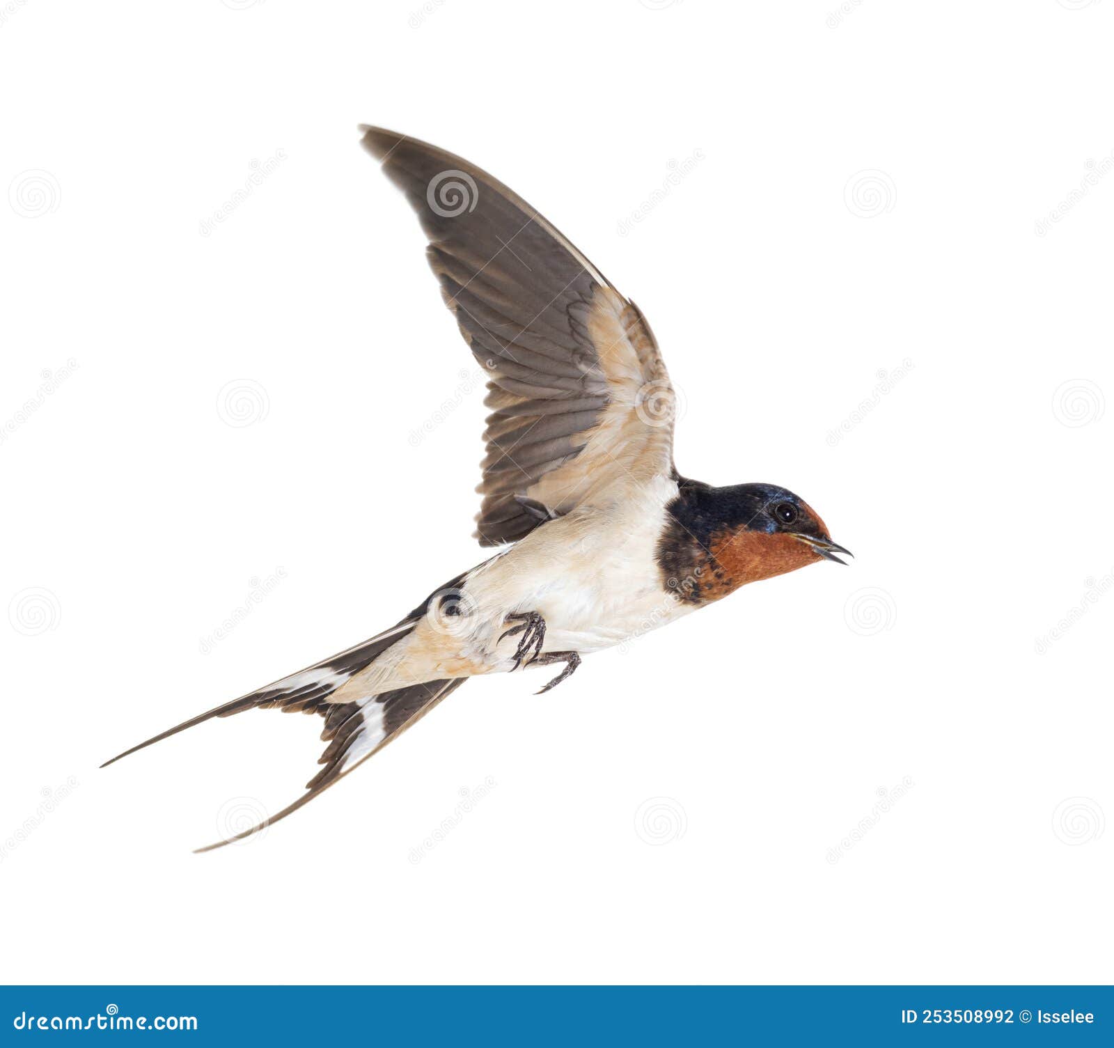 barn swallow flying wings spread, bird, hirundo rustica, flying against white