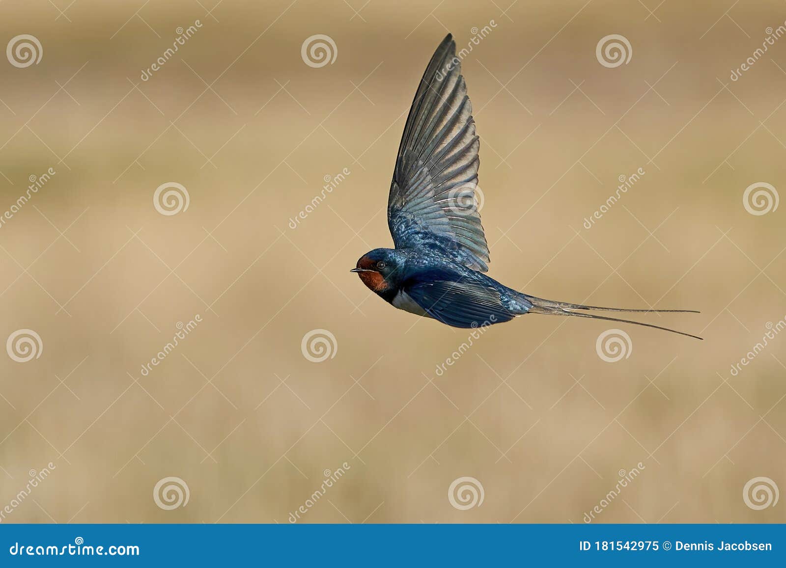 Barn Swallow Hirundo Rustica Stock Image Image Of Wildlife Europe