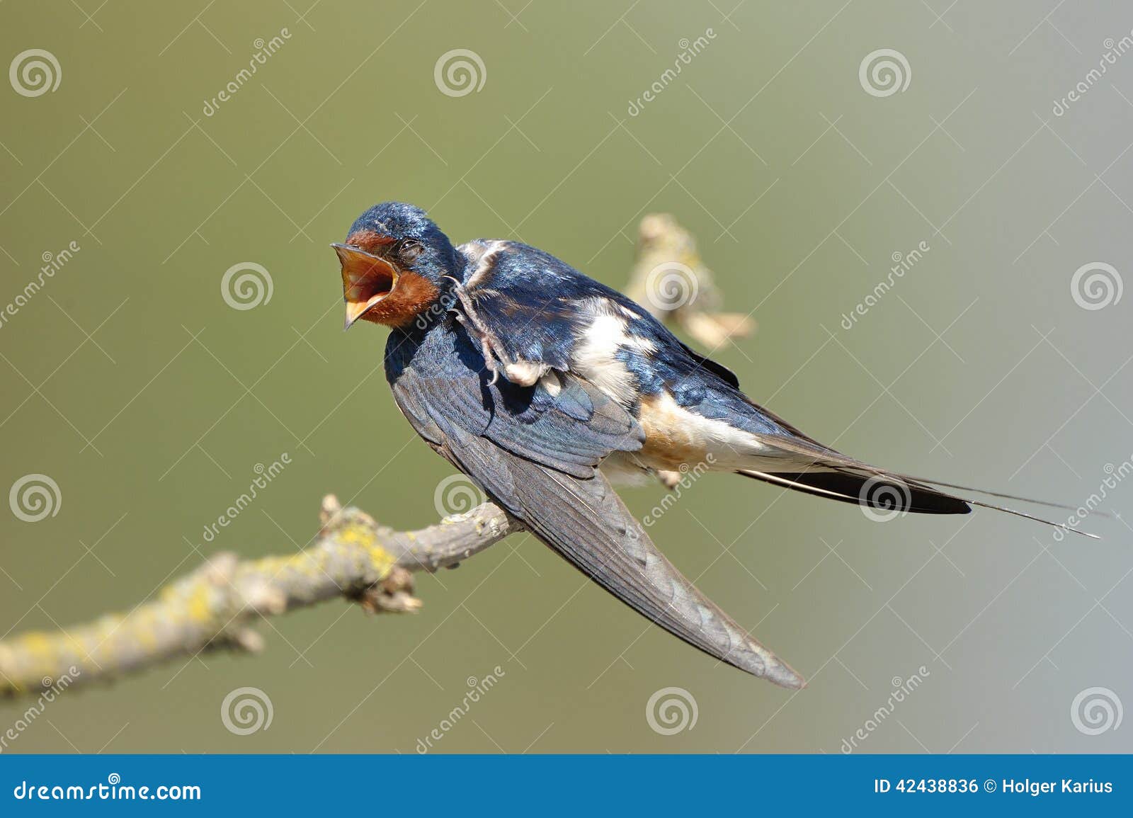 barn swallow (hirundo rustica)