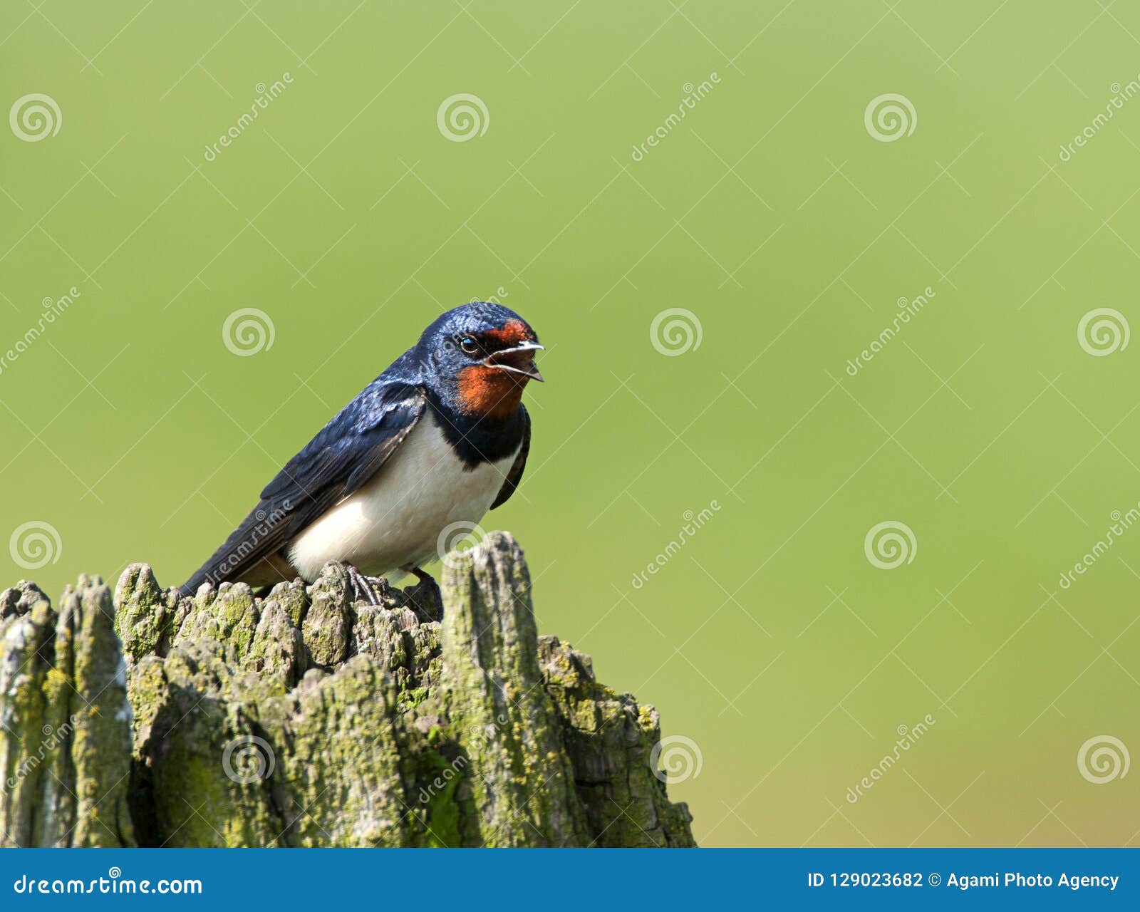 Barn Swallow Singing from a Post Stock Photo Image of barn, swallow