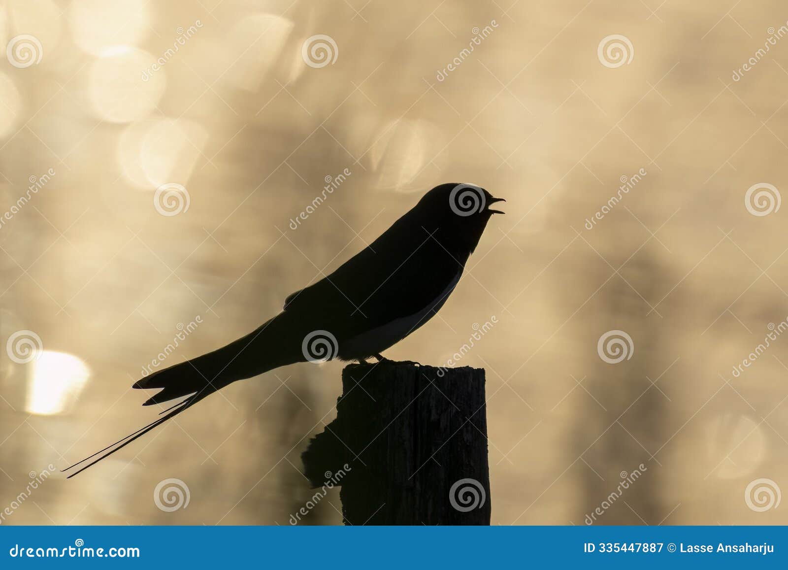 Barn Swallow Silhouette stock image. Image of habitat - 335447887, image size:1600x1157