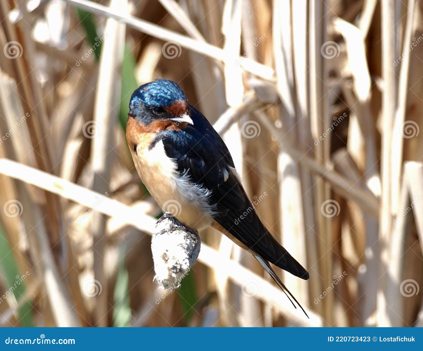 barn swallows or hirundo rustica