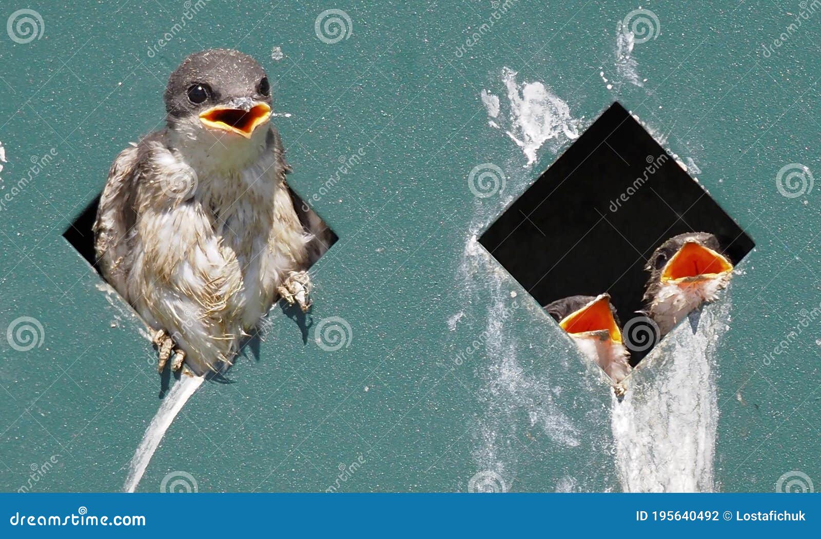 barn swallows or hirundo rustica waiting to be fed