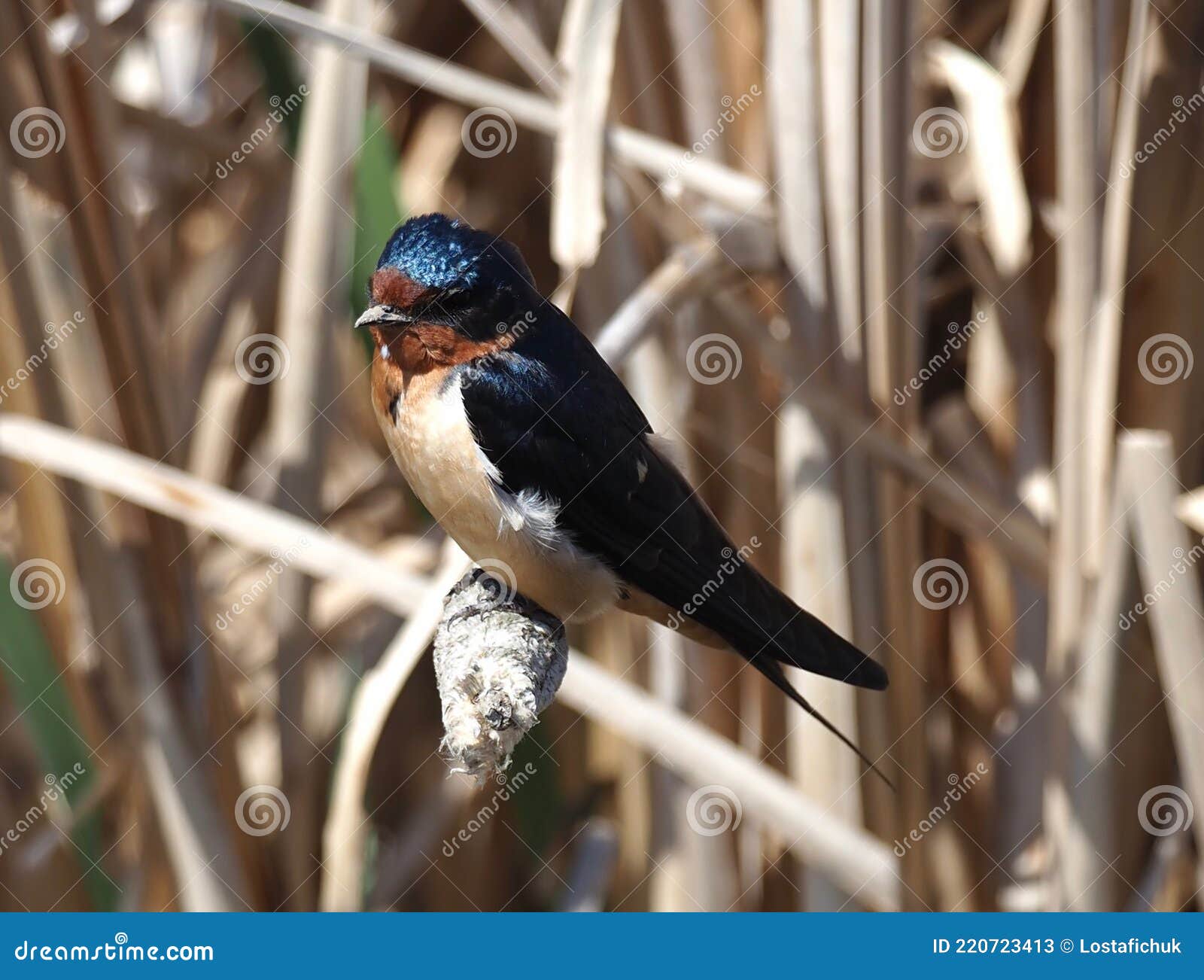 barn swallows or hirundo rustica
