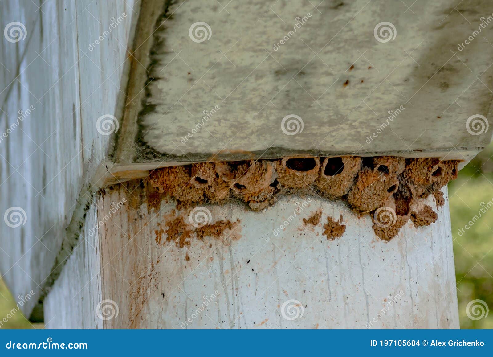 Barn Swallows Multiple Nests Under Bridge in North Carolina Stock Photo