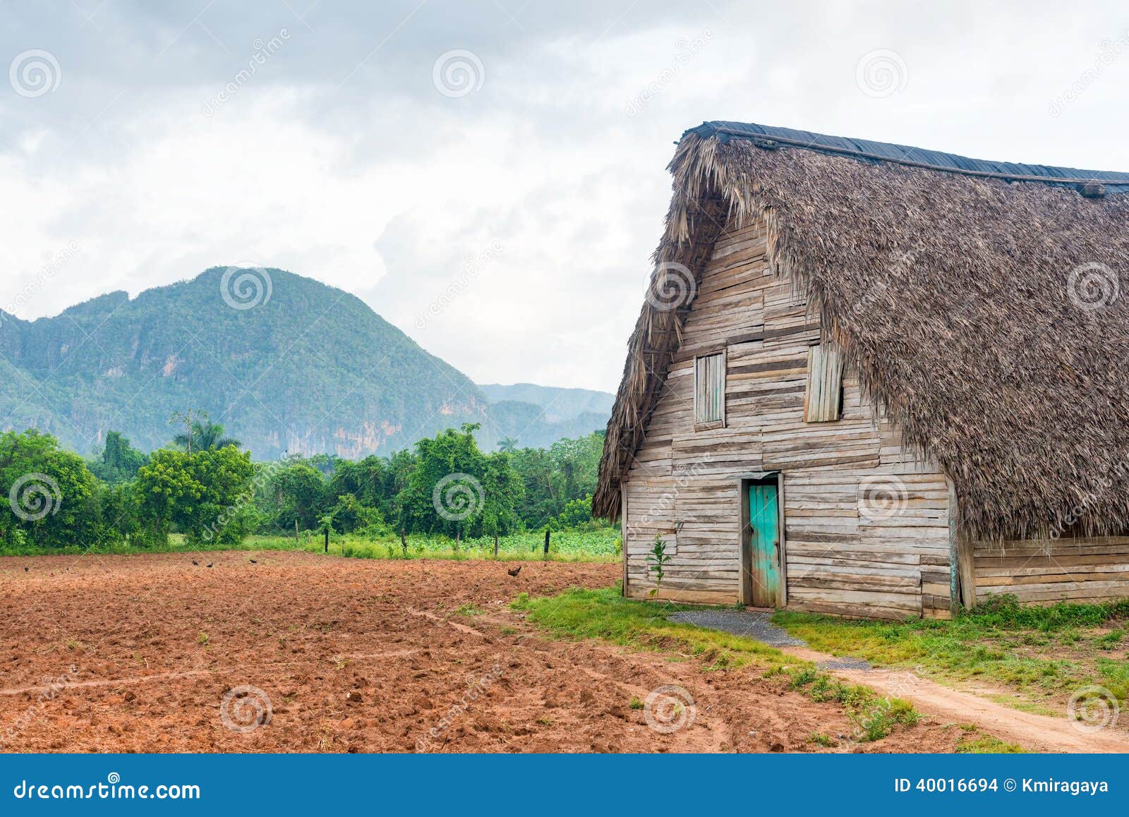 barn used for curing tobacco in cuba