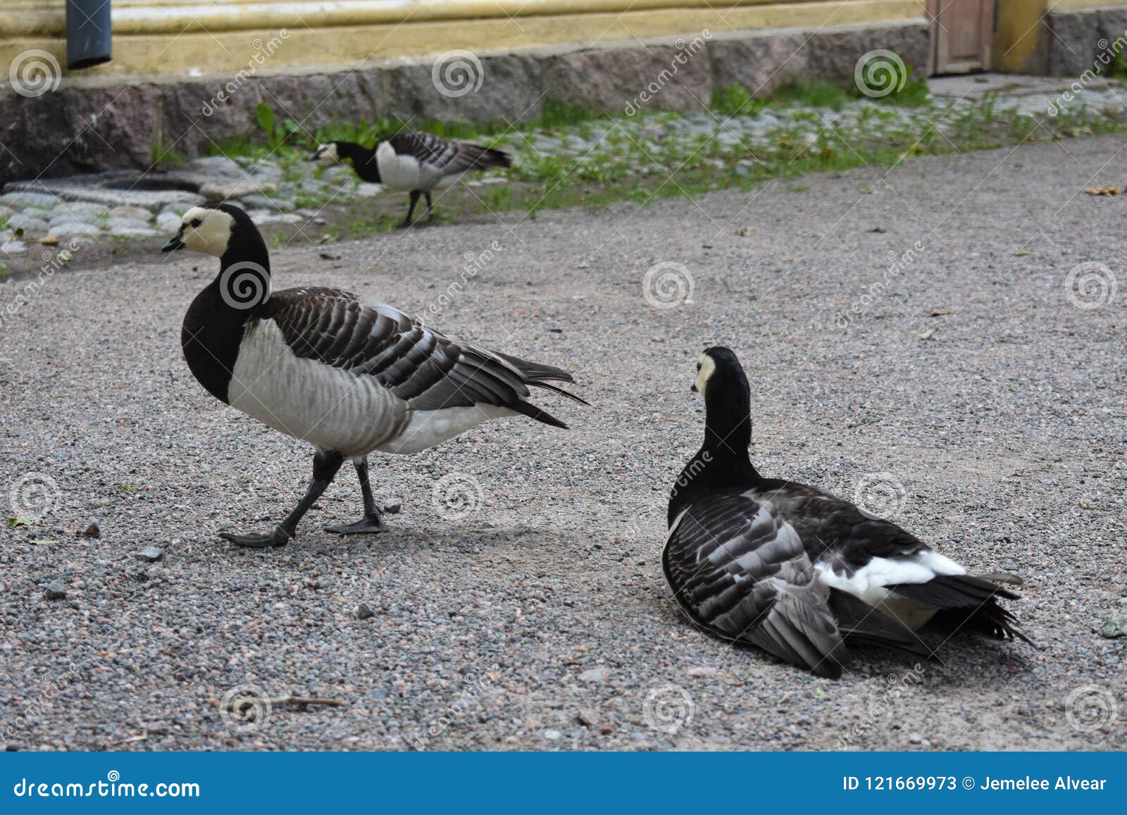 barnacle geese doing their own things