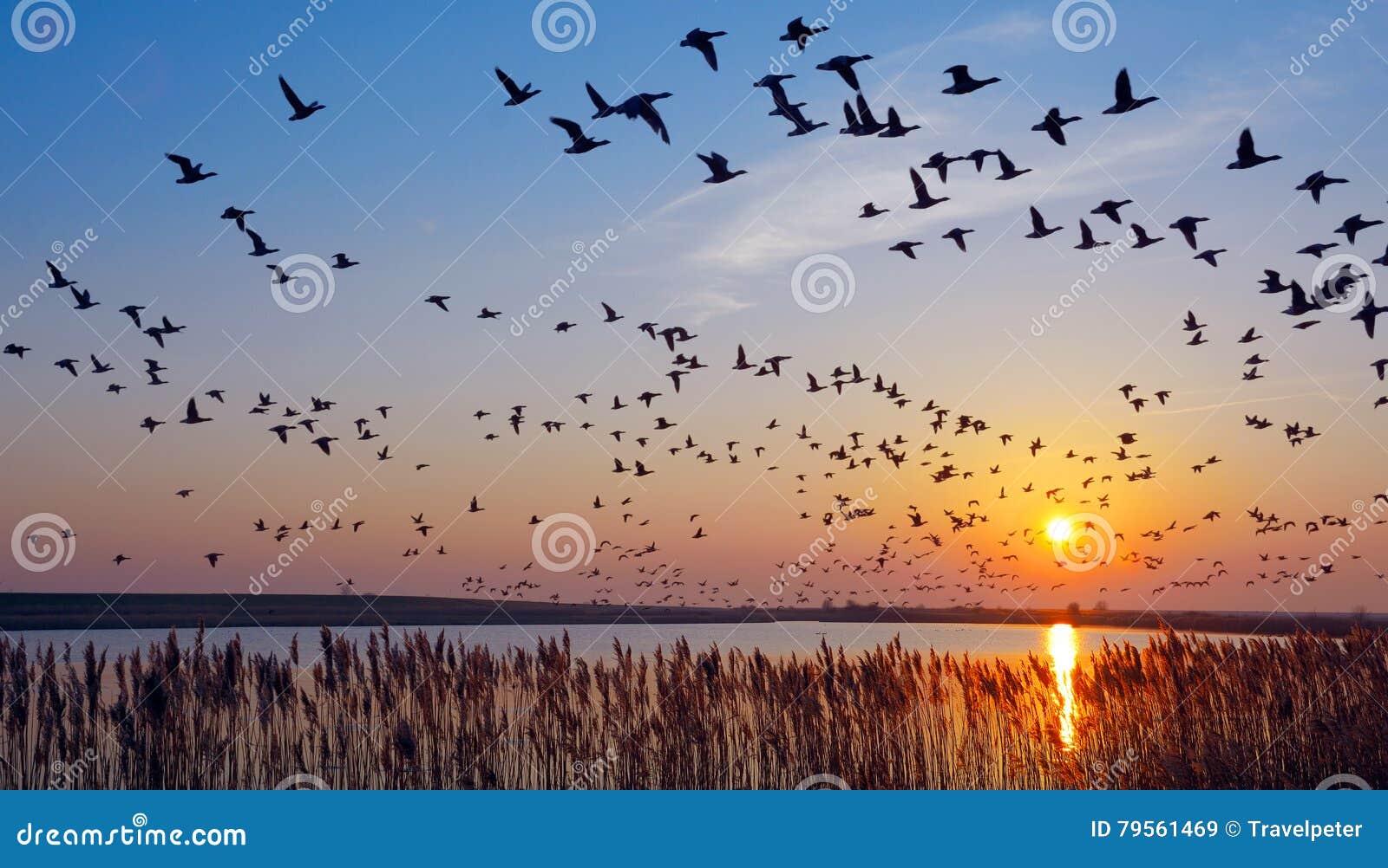 barnacle geese,east frisia,north sea,germany