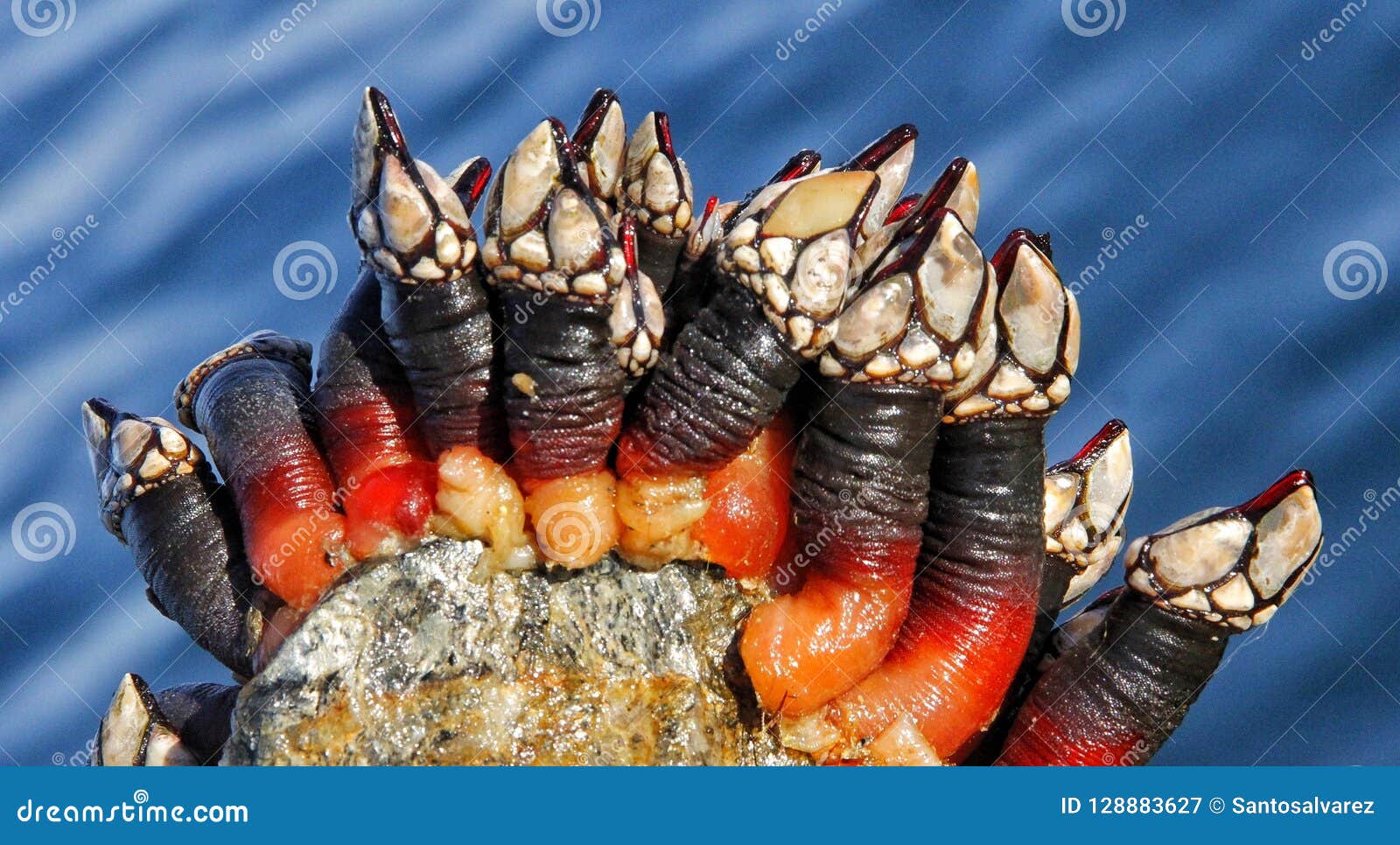 Barnacle stock image. Image of food, lotnof, human, seafood 128883627